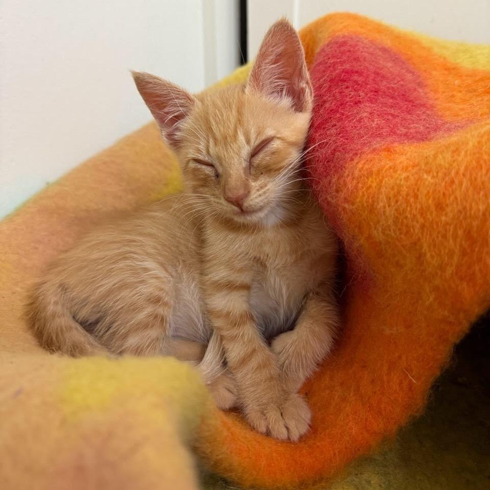 Enlarge Gilbert, a Adoptable Domestic Short Hair in Costa Mesa, CA image 2/4