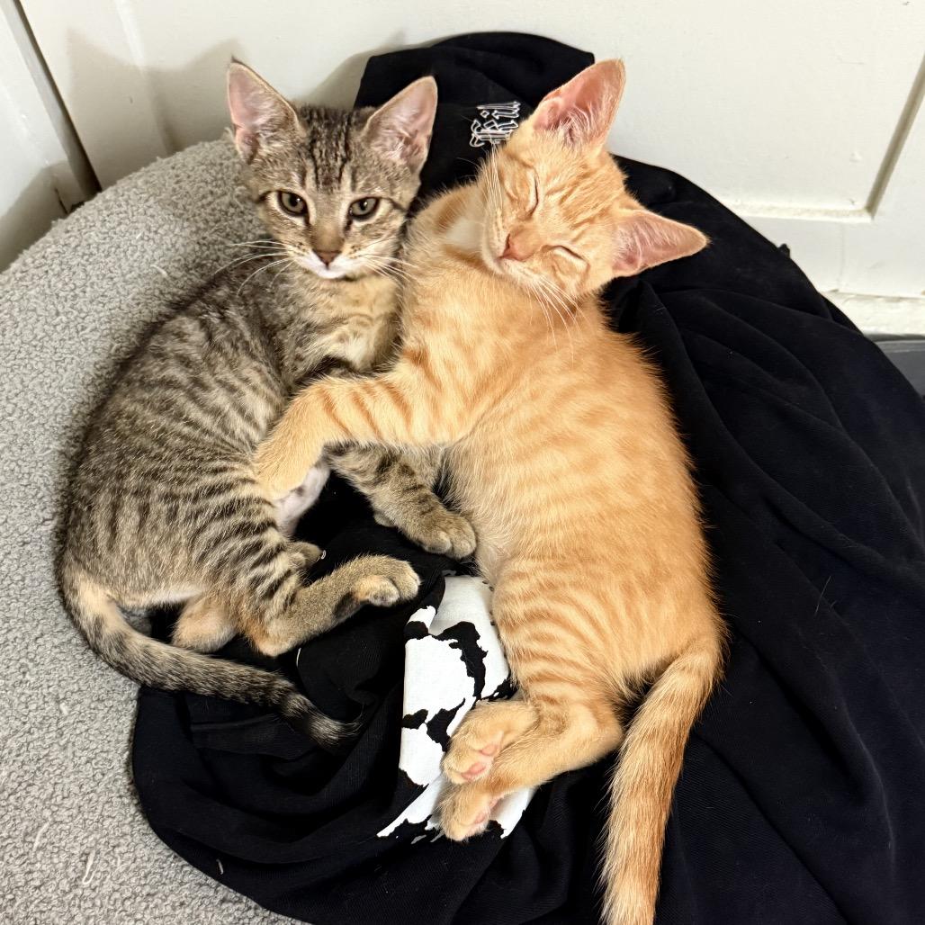 Enlarge Gilbert, a Adoptable Domestic Short Hair in Costa Mesa, CA image 3/4