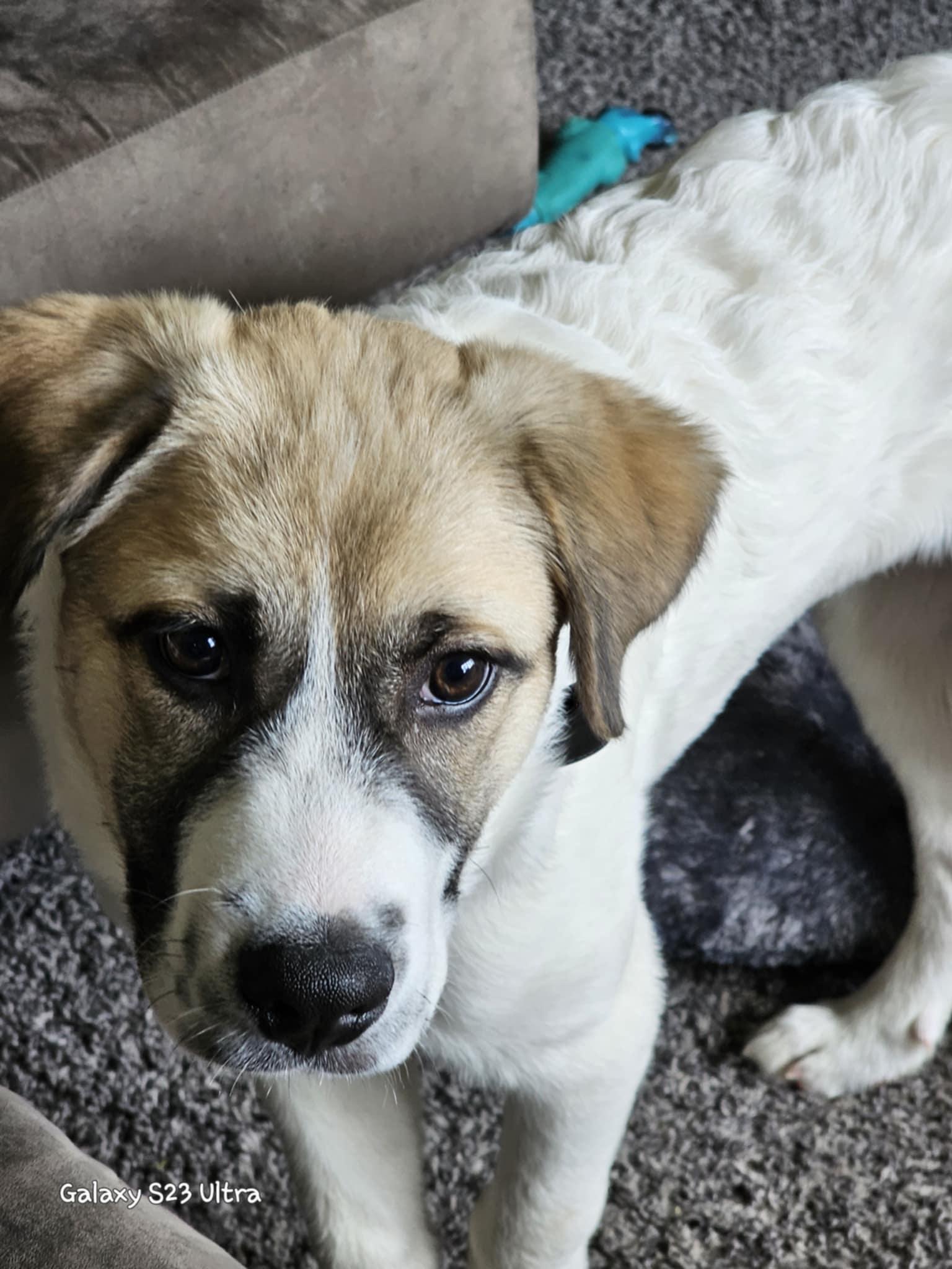 Enlarge Zeus, a Adopted mixed breed in Keansburg, NJ image 4/5