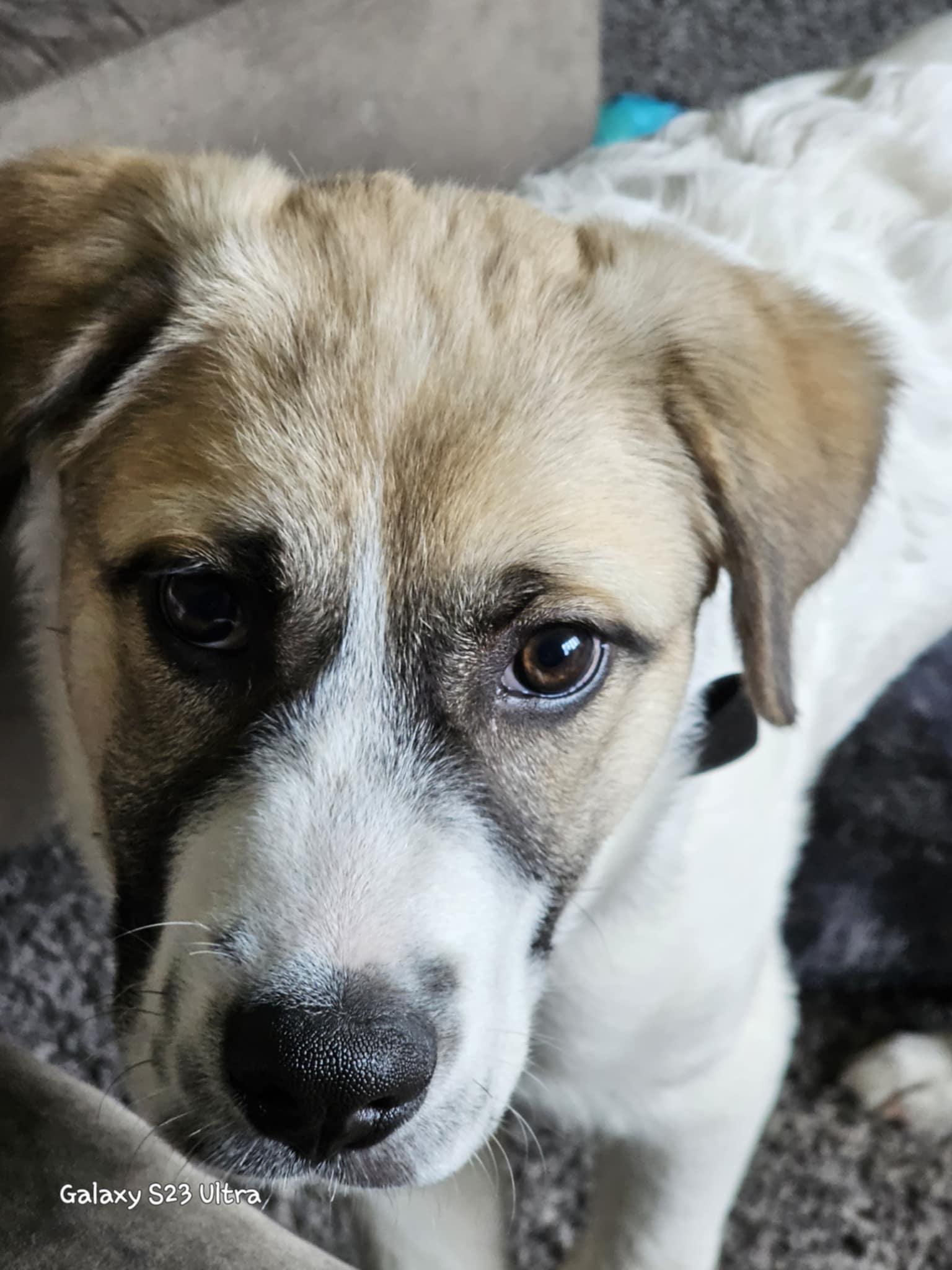 Enlarge Zeus, a Adopted mixed breed in Keansburg, NJ image 5/5