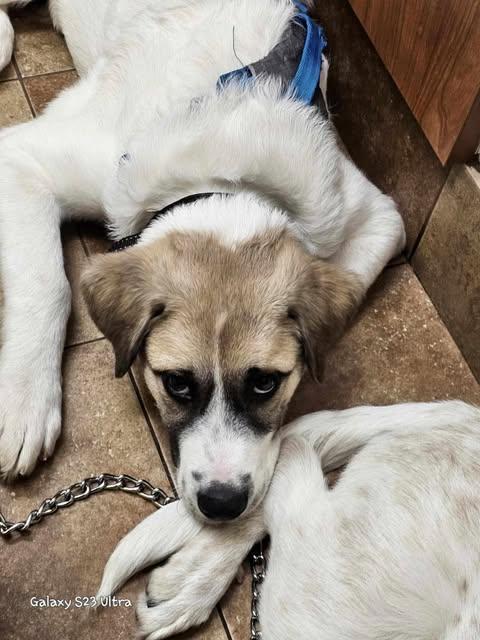 Enlarge Zeus, a Adopted mixed breed in Keansburg, NJ image 1/5