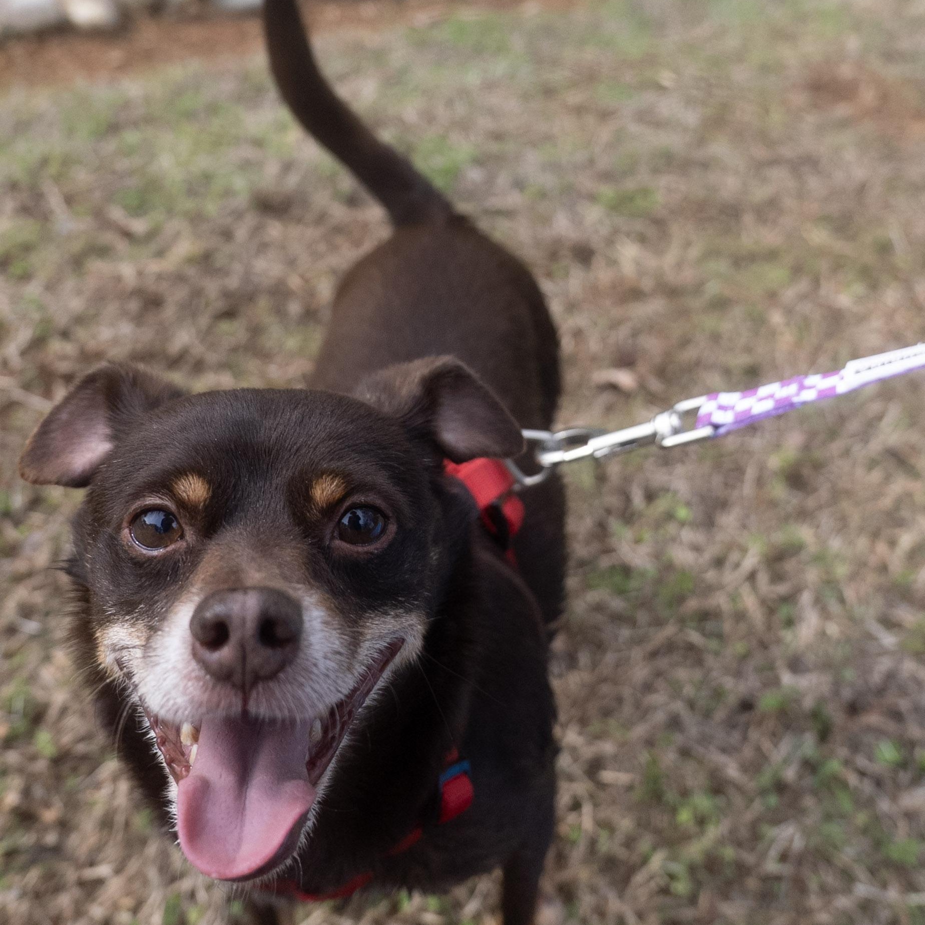 Cliff, a Adoptable mixed breed in Salisbury, NC image 1/6