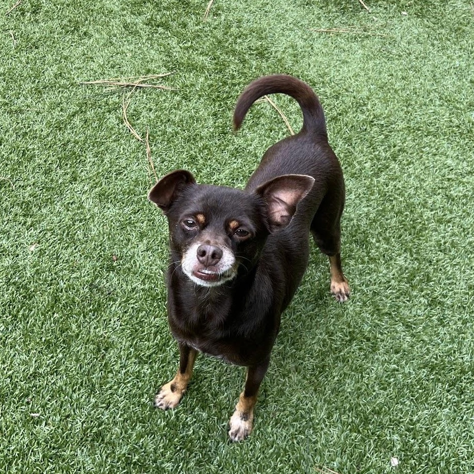 Cliff, a Adoptable mixed breed in Salisbury, NC image 3/6