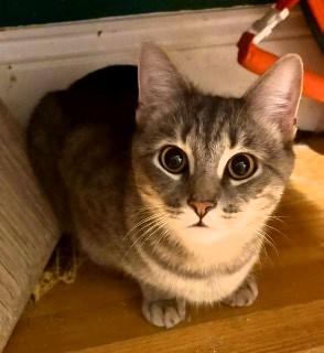 Enlarge Ruthie, an adopted Domestic Short Hair in Wayland, MA image 5/6