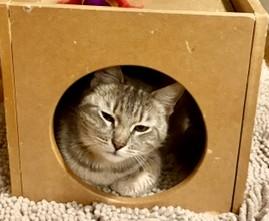 Enlarge Ruthie, an adopted Domestic Short Hair in Wayland, MA image 4/6