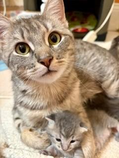 Ruthie, adopted, Adult Female Domestic Short Hair.