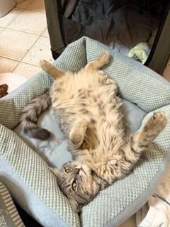 Enlarge Ruthie, an adopted Domestic Short Hair in Wayland, MA image 3/6