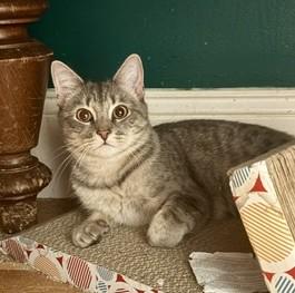 Enlarge Ruthie, an adopted Domestic Short Hair in Wayland, MA image 2/6