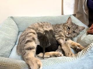 Enlarge Ruthie, an adopted Domestic Short Hair in Wayland, MA image 6/6