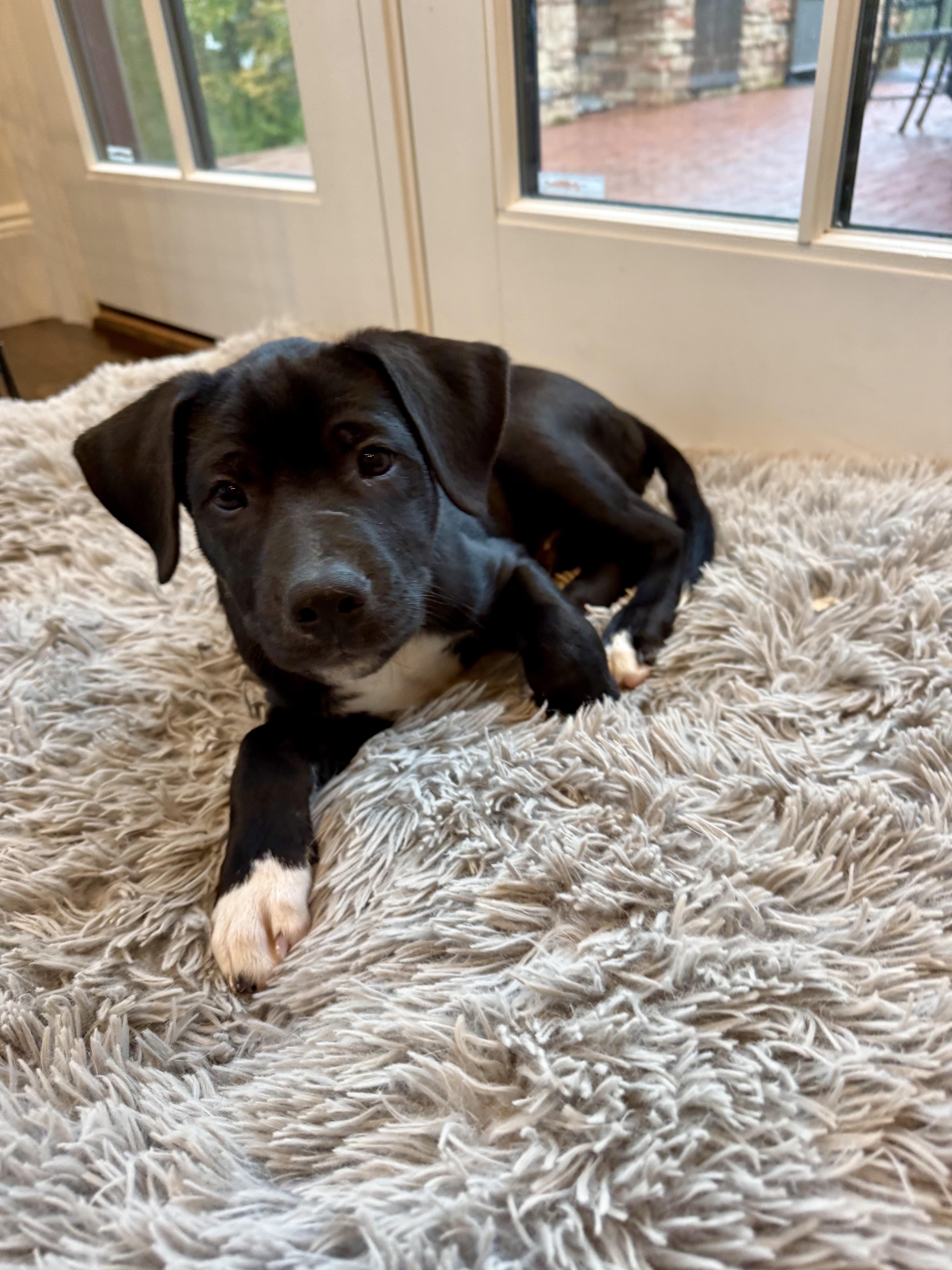 Enlarge Hans, a Adoptable mixed breed in Randolph, NJ image 5/6