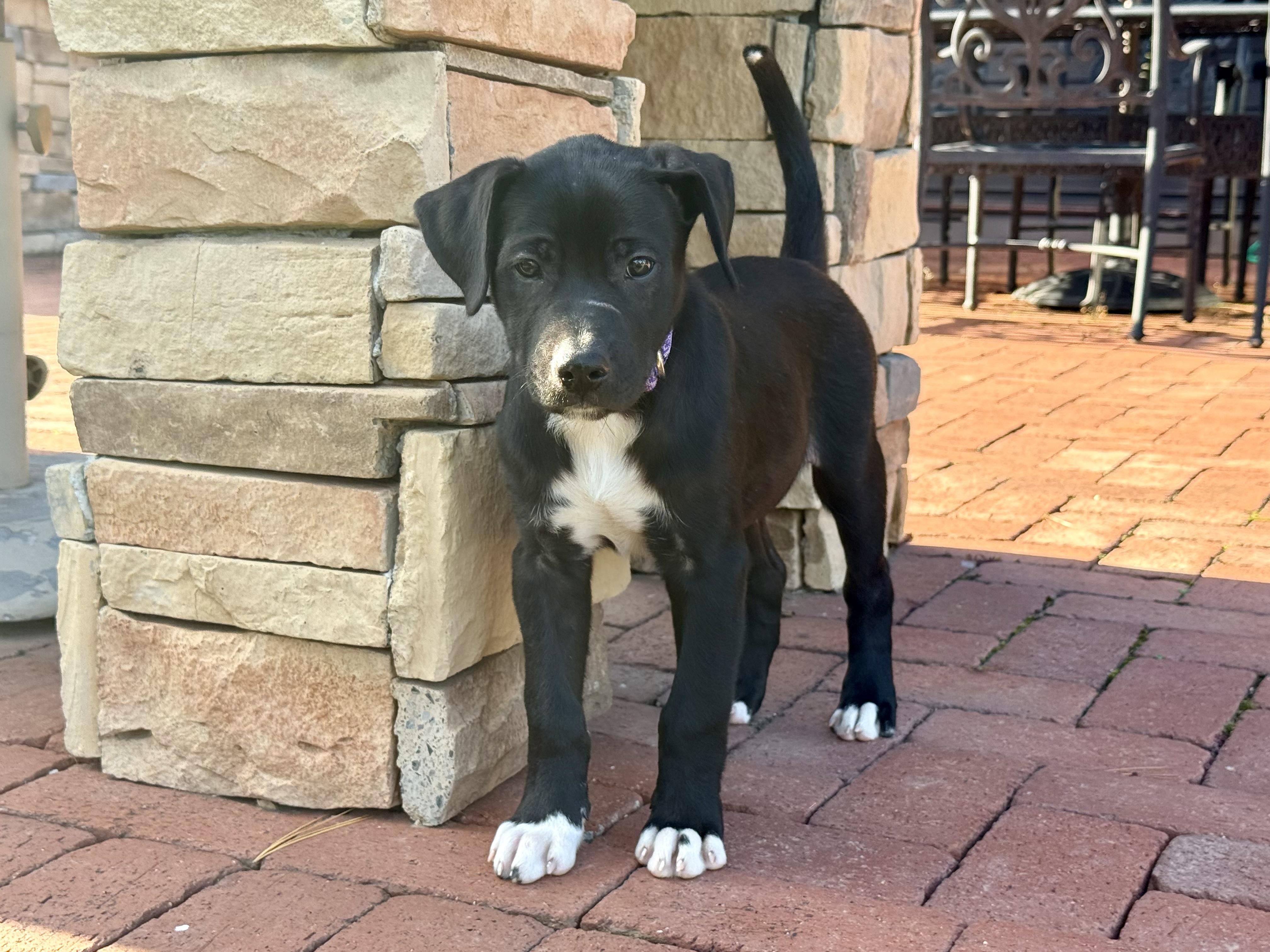 Hans, Adoptable, Puppy Male Labrador Retriever & Shepherd.
