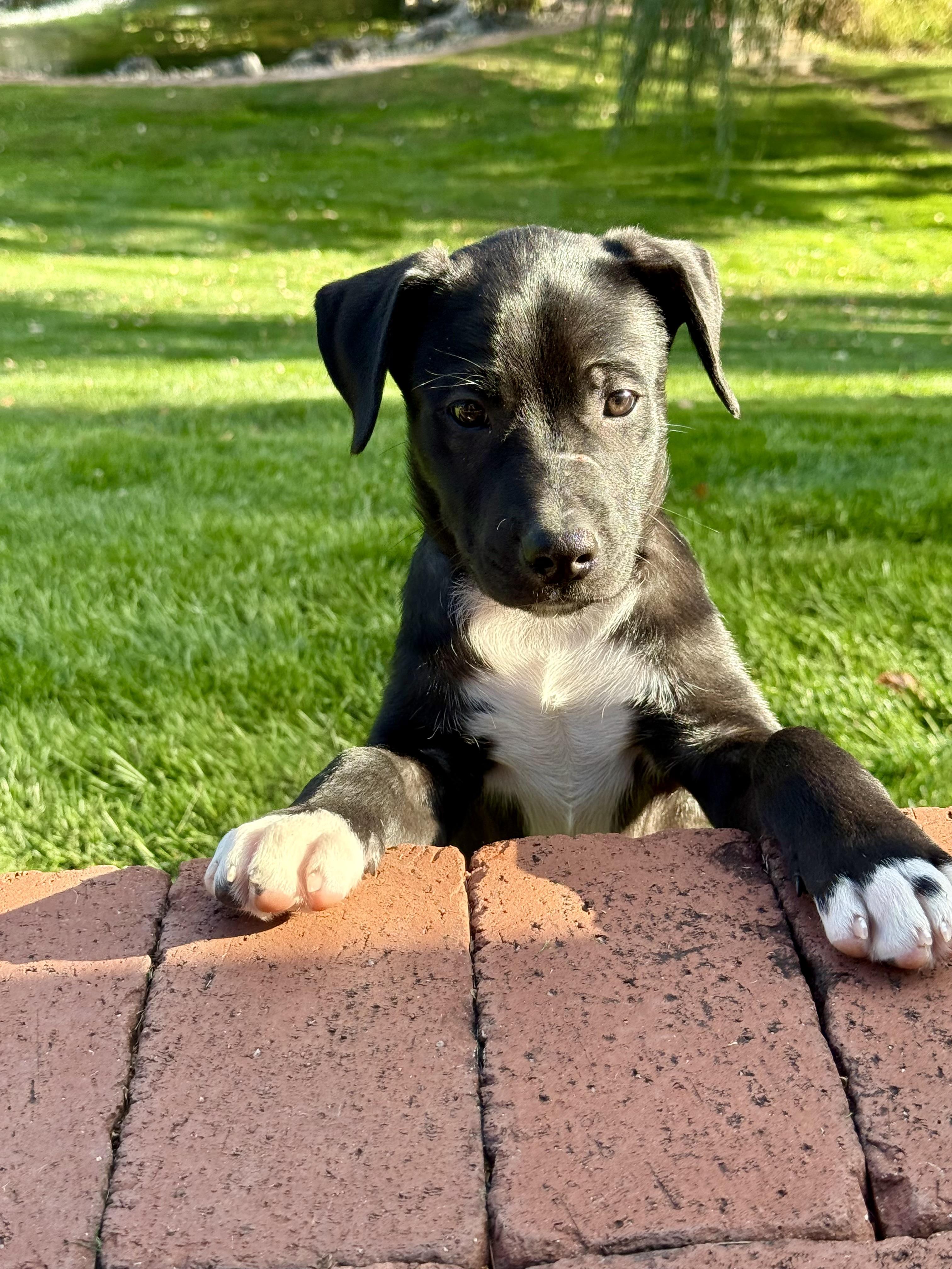 Enlarge Hans, a Adoptable mixed breed in Randolph, NJ image 2/6