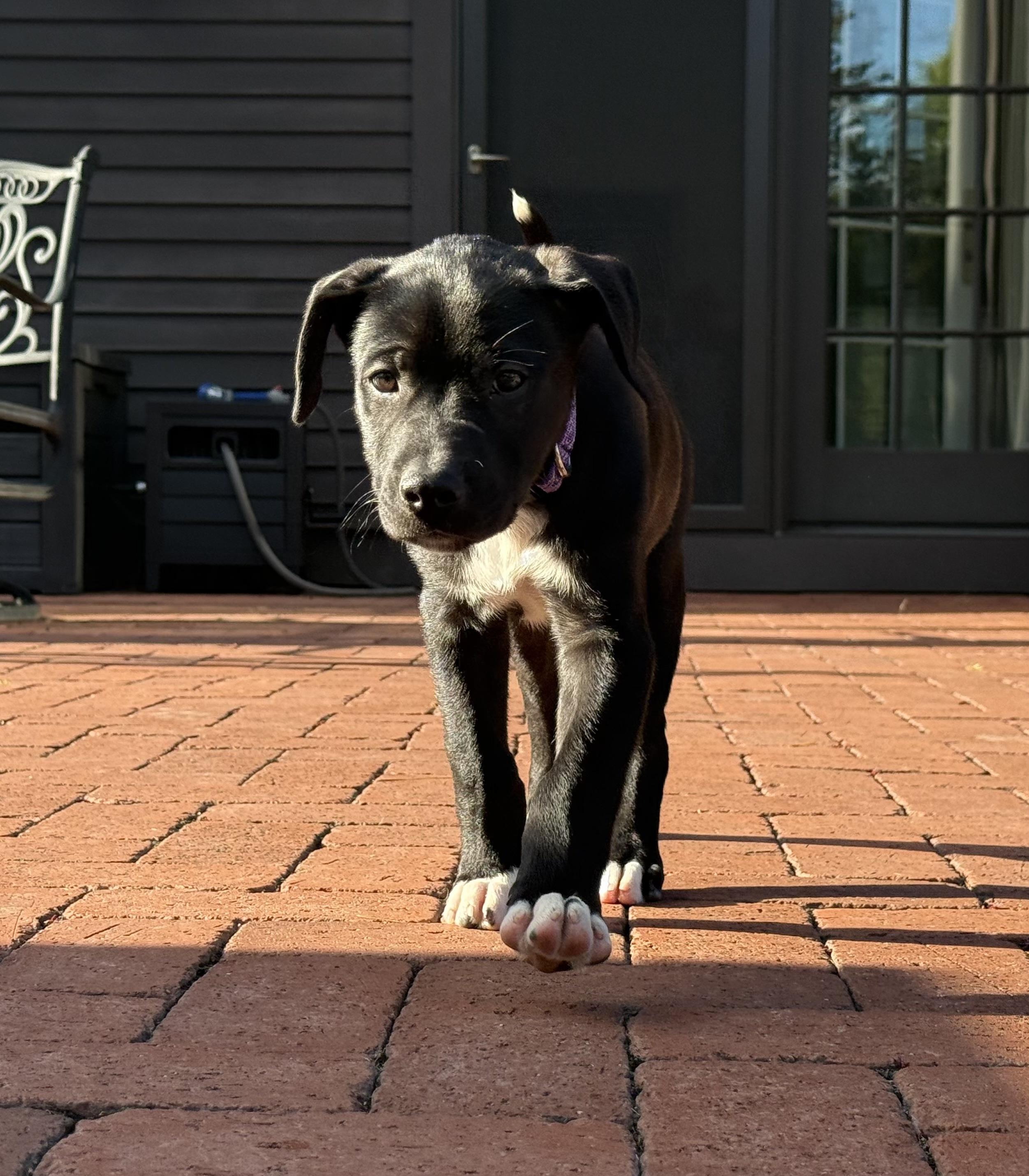 Enlarge Hans, a Adoptable mixed breed in Randolph, NJ image 6/6