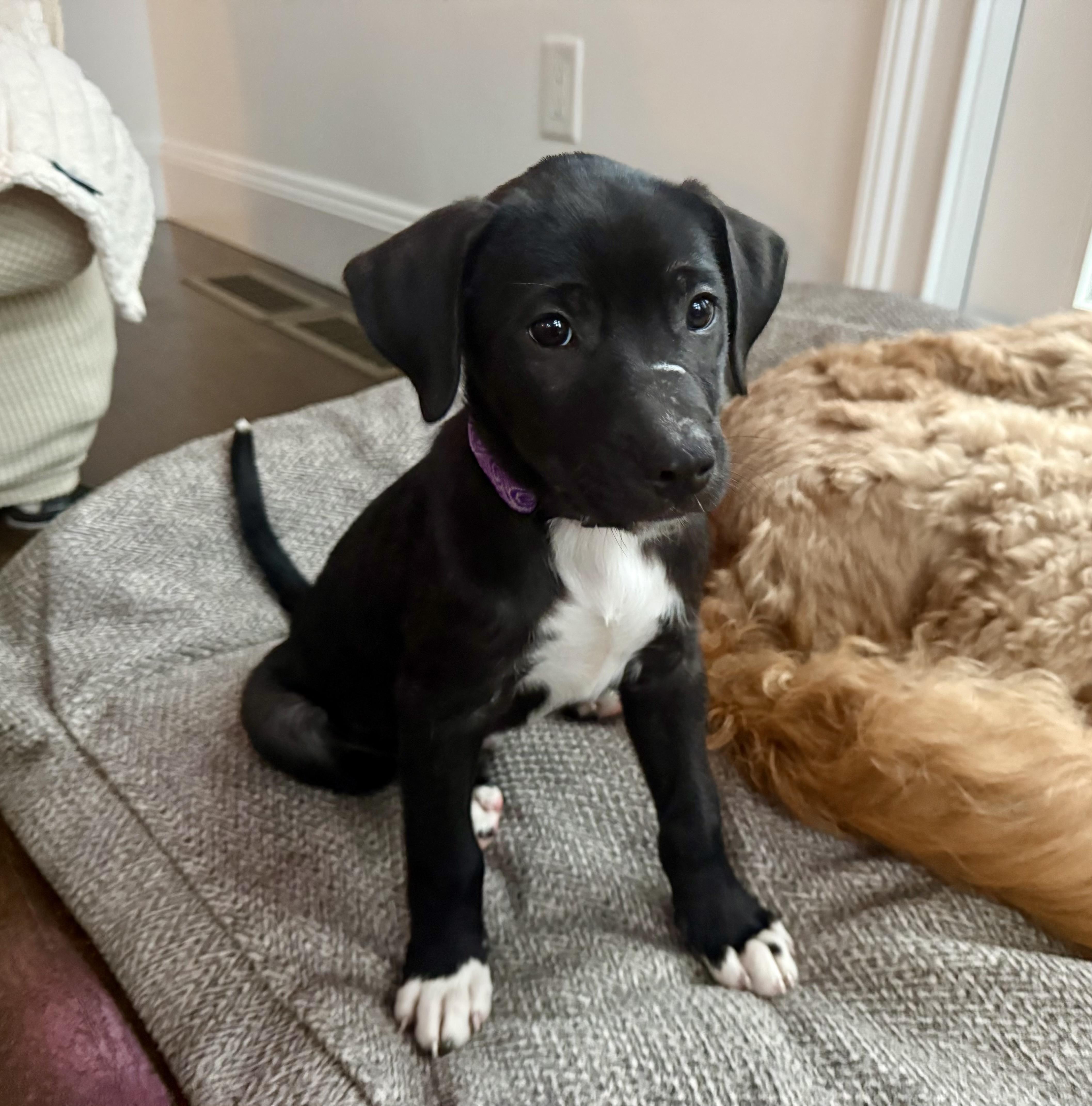 Enlarge Hans, a Adoptable mixed breed in Randolph, NJ image 4/6