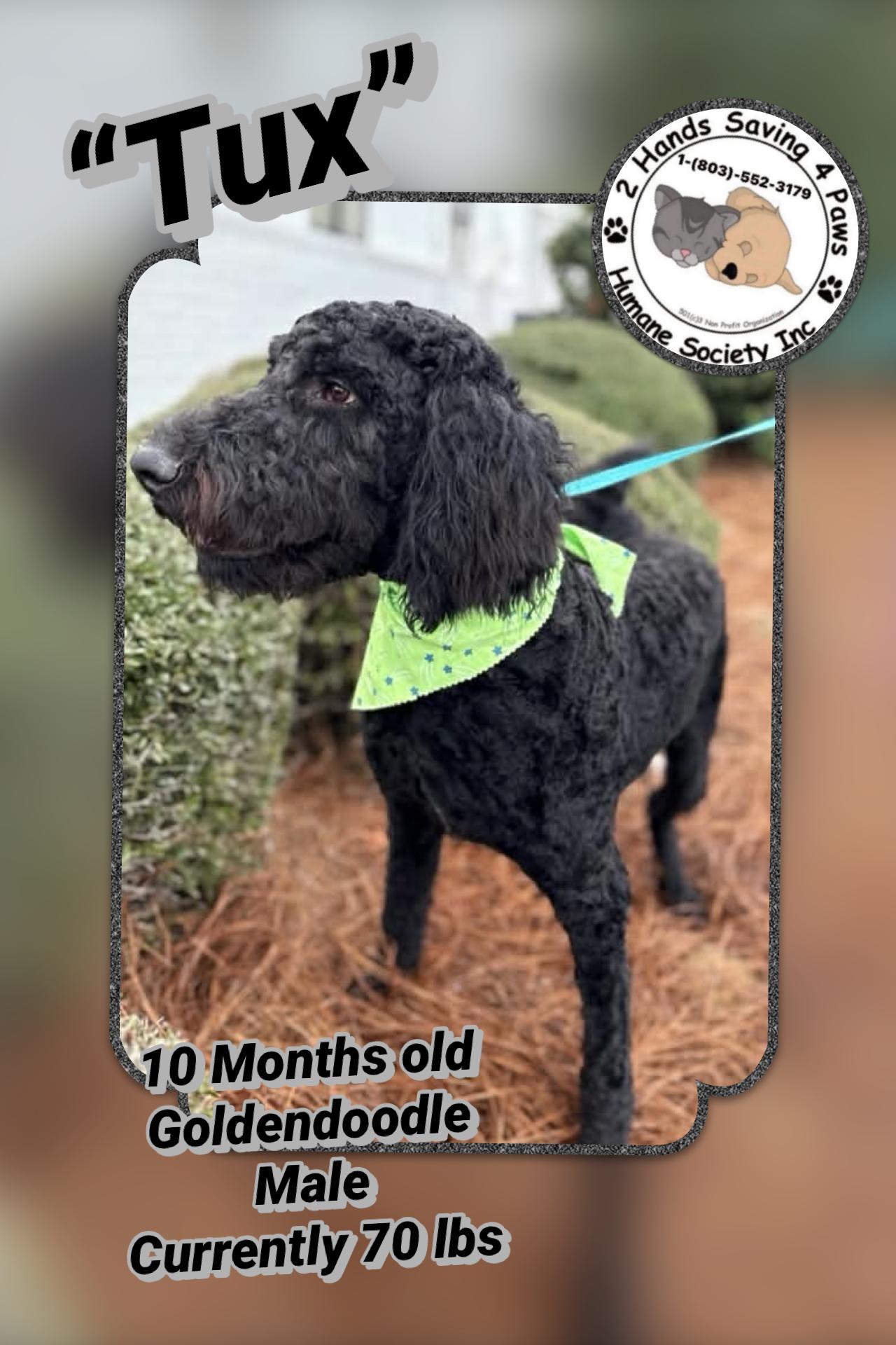 Tux, Adoptable, Young Male Goldendoodle.