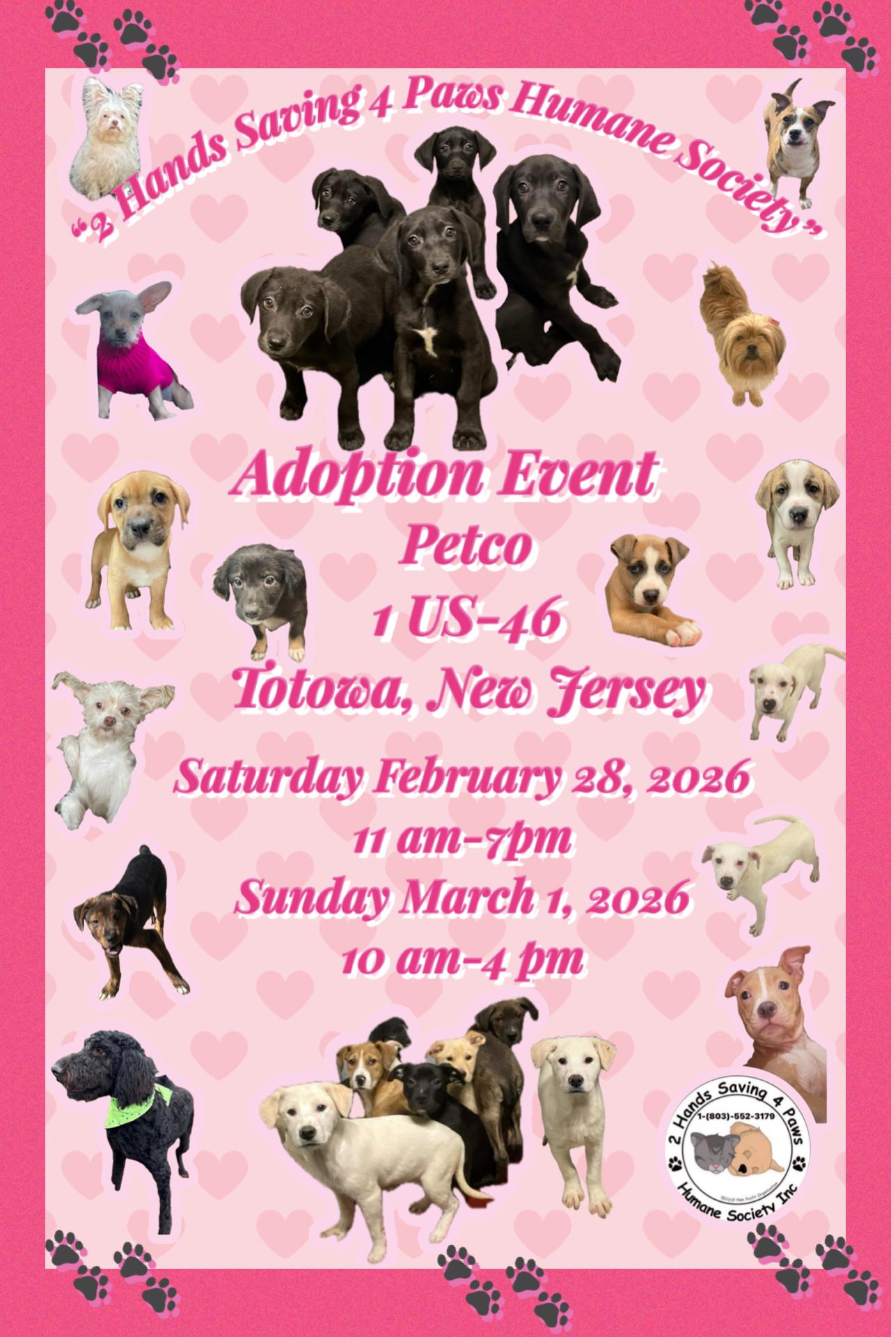 Tux, a Adoptable Goldendoodle in Totowa, NJ image 2/2