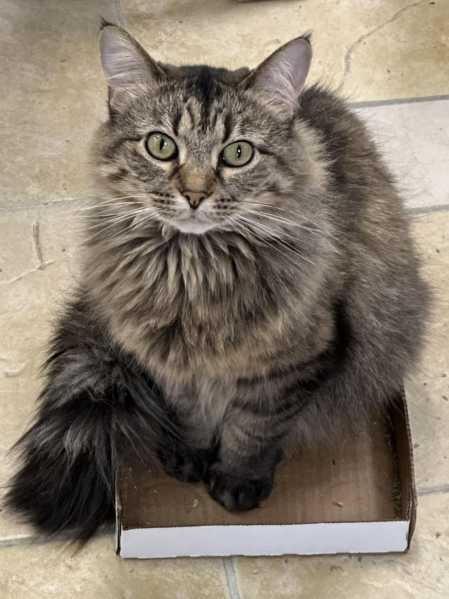 Decklin, an adoptable Domestic Medium Hair in Crystal Lake, IL, 60012 | Photo Image 5