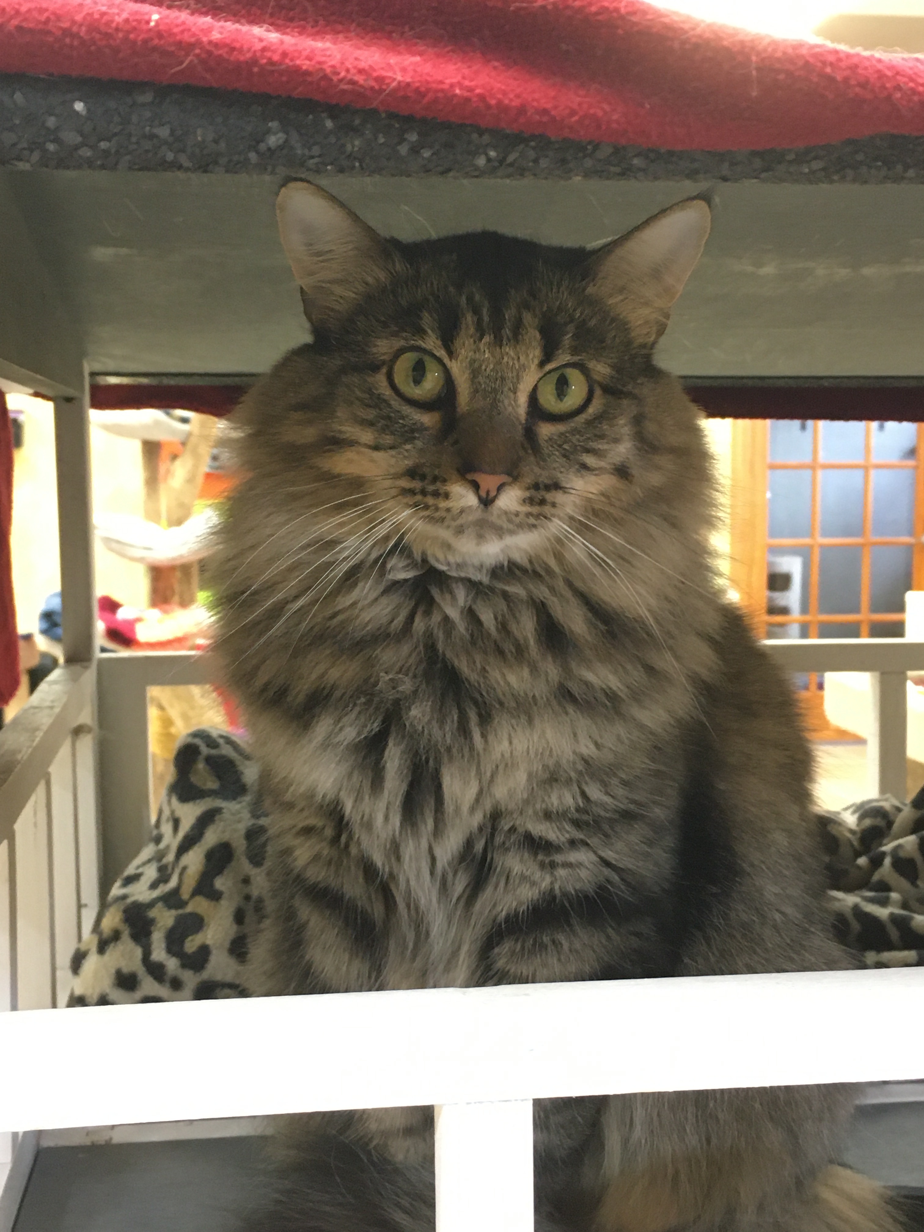 Enlarge Decklin, a Adoptable Domestic Medium Hair in Crystal Lake, IL image 4/5