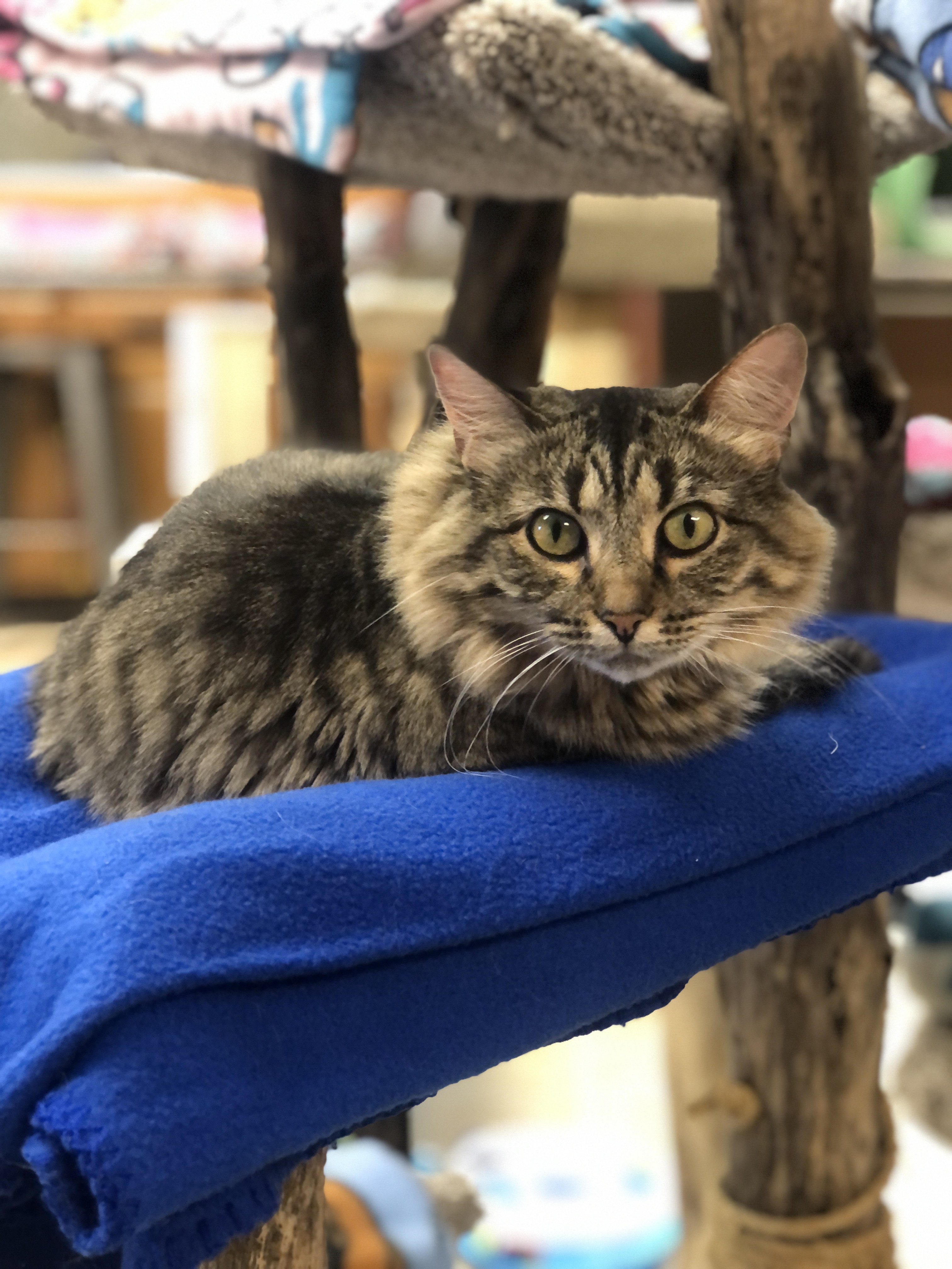 Enlarge Decklin, a Adoptable Domestic Medium Hair in Crystal Lake, IL image 2/5