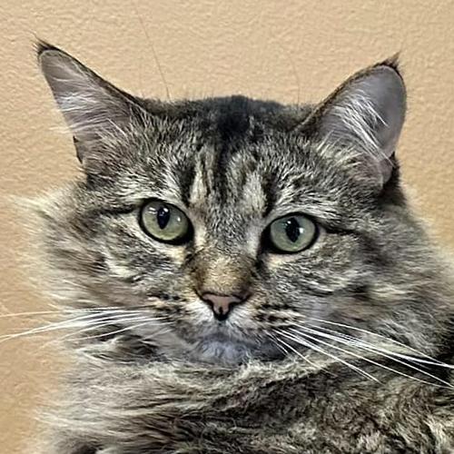 Decklin, Adoptable, Adult Female Domestic Medium Hair.