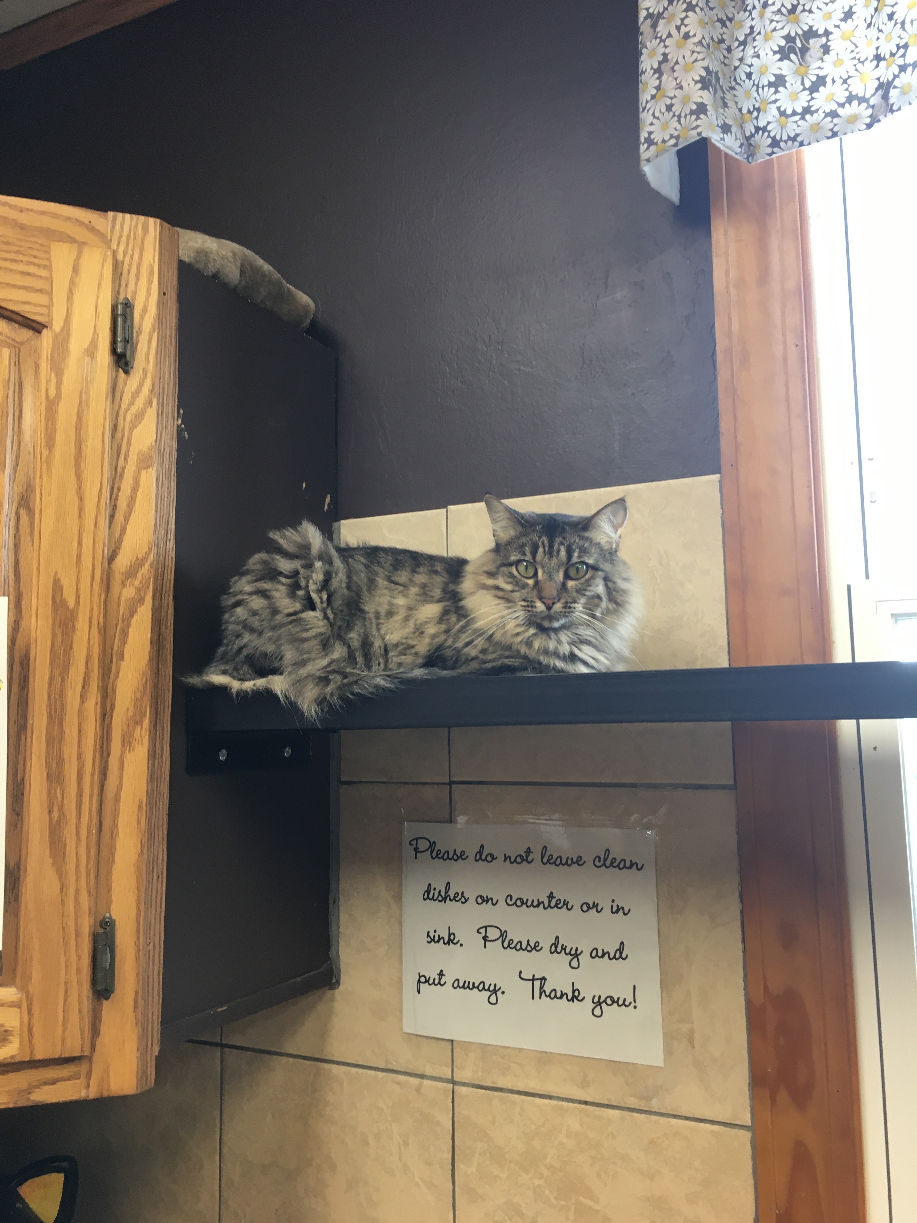 Enlarge Decklin, a Adoptable Domestic Medium Hair in Crystal Lake, IL image 5/5