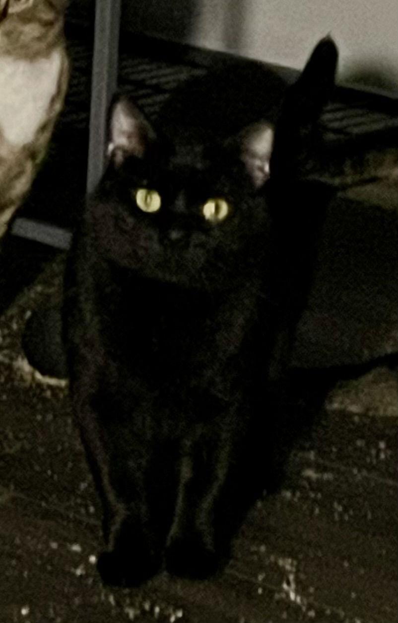 Martin, a Adoptable mixed breed in Lexington, SC image 1/2