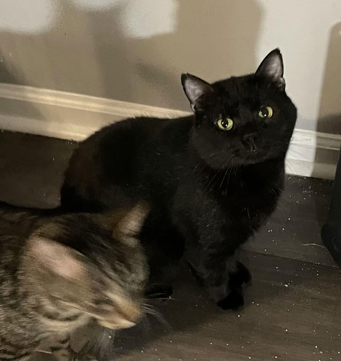 Martin, a Adoptable mixed breed in Lexington, SC image 2/2