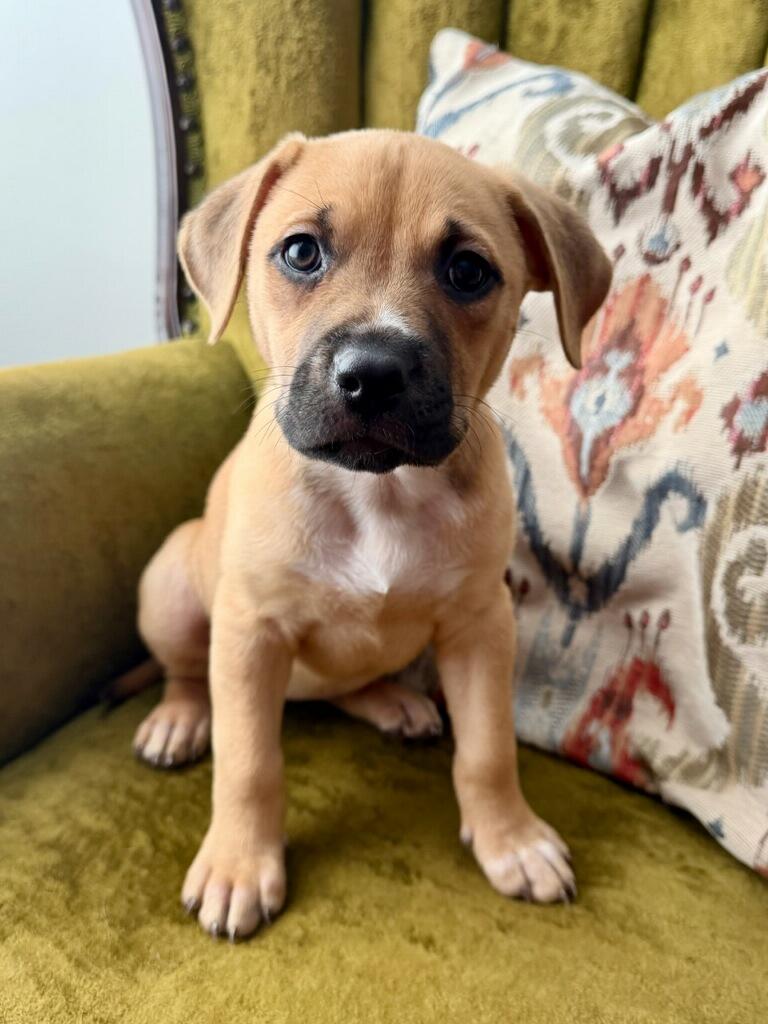 Ava, ADOPTABLE, Puppy Female Boxer.