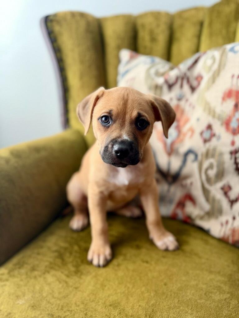 Enlarge Ava, a ADOPTABLE mixed breed in Monroe, NC image 2/2