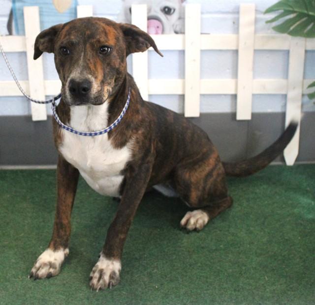 Enlarge ABBY, a Adoptable mixed breed in Lexington, SC image 1/1