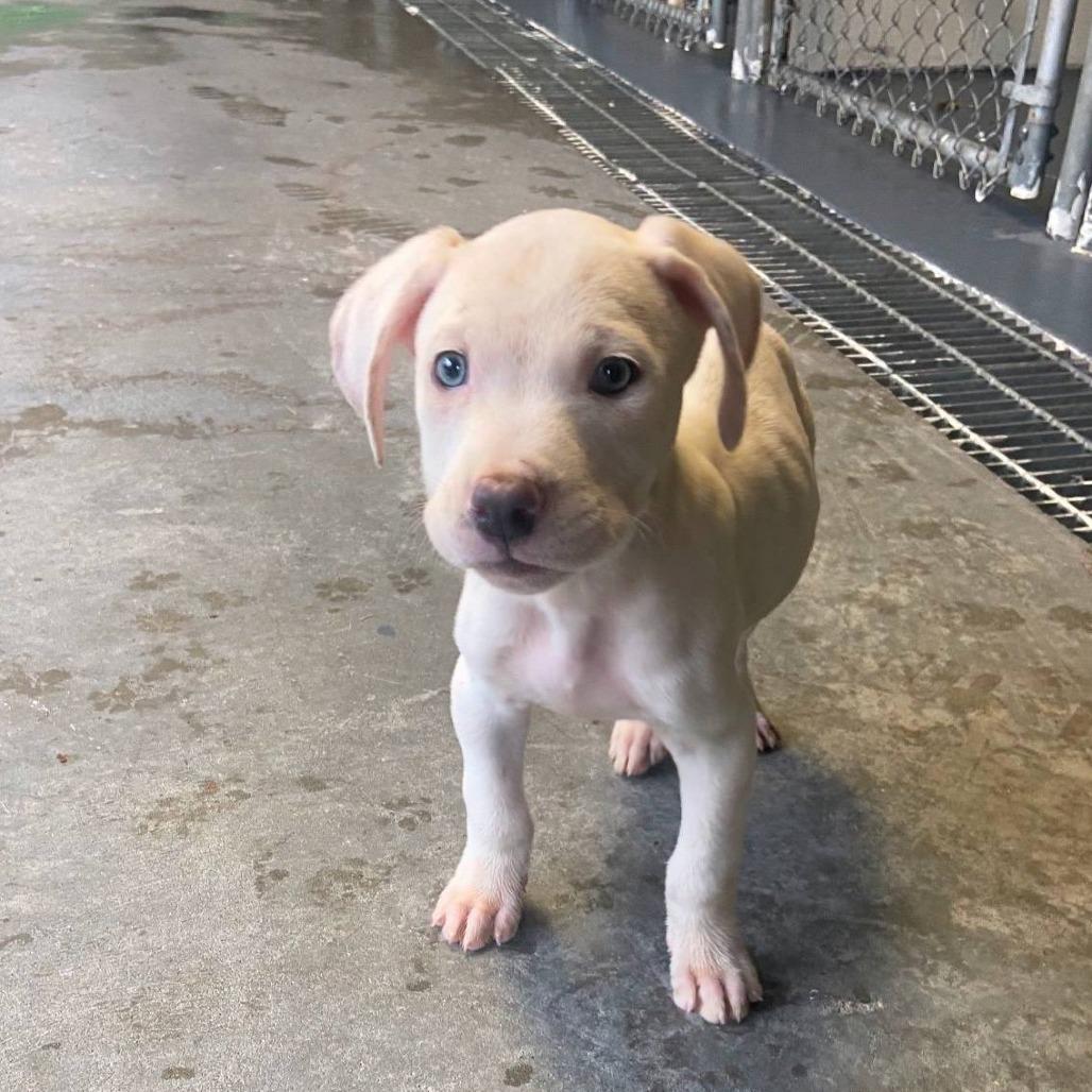 Jasper, Adoptable, Puppy Male Mixed Breed.