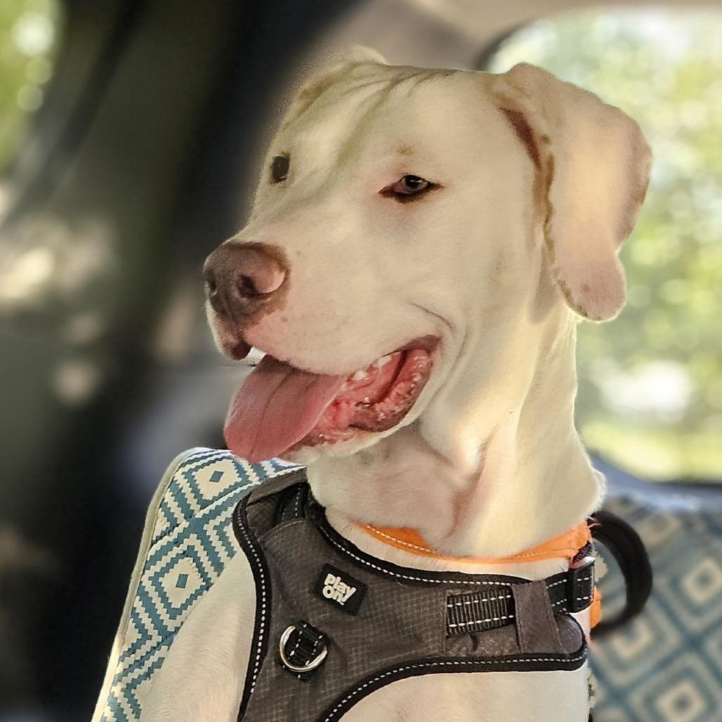 Enlarge Jasper, a Adoptable Mixed Breed in Myrtle Beach, SC image 2/4