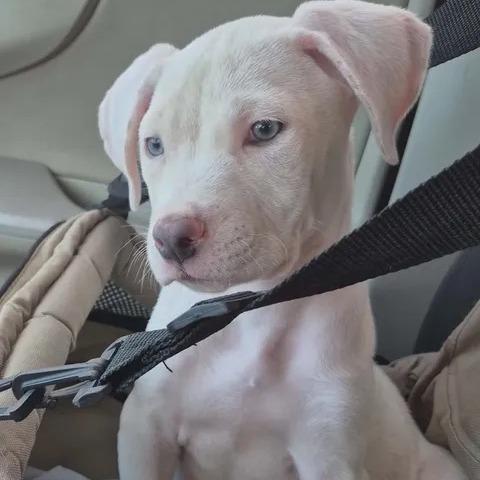 Jasper, a Adoptable Mixed Breed in Myrtle Beach, SC image 2/2