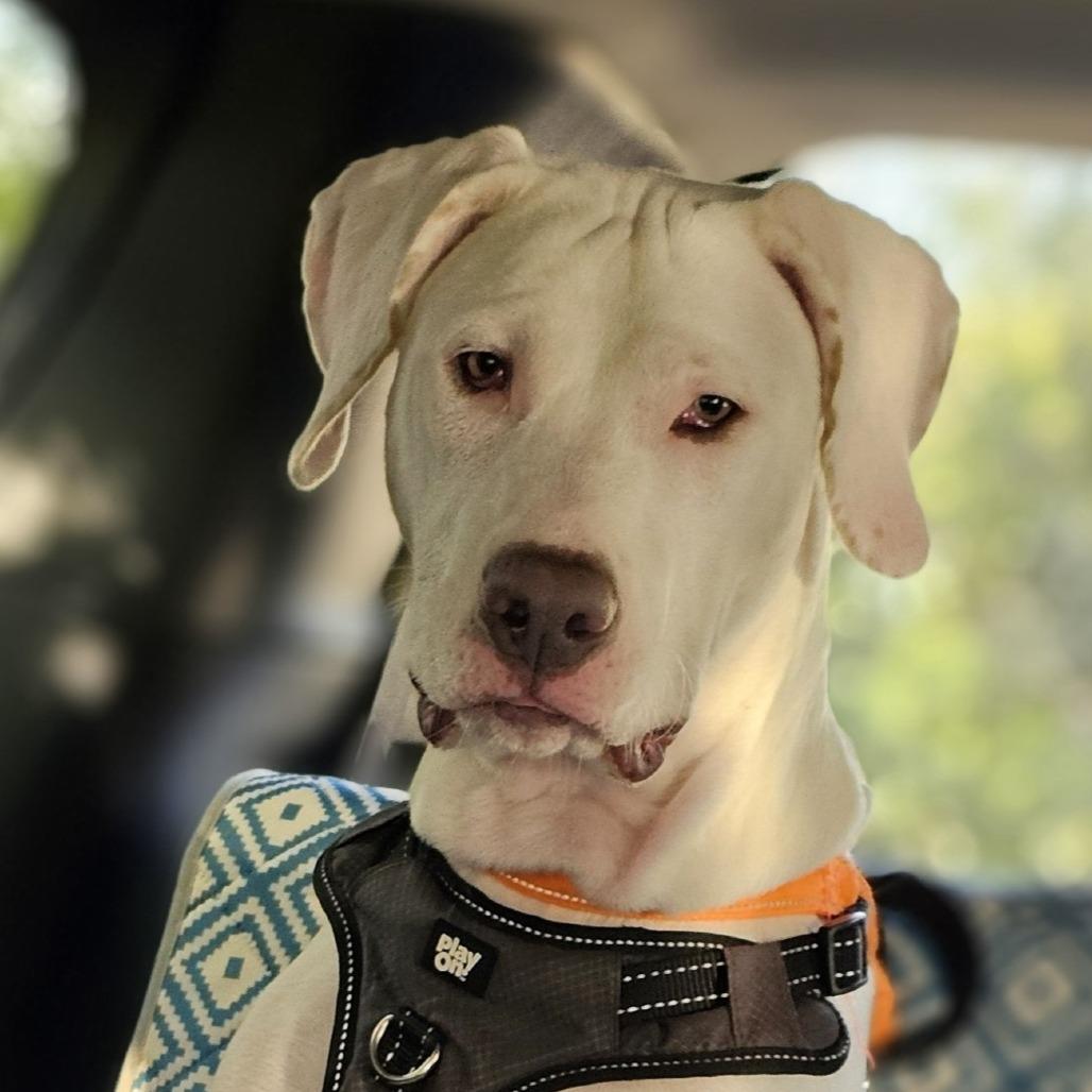Enlarge Jasper, a Adoptable Mixed Breed in Myrtle Beach, SC image 4/4