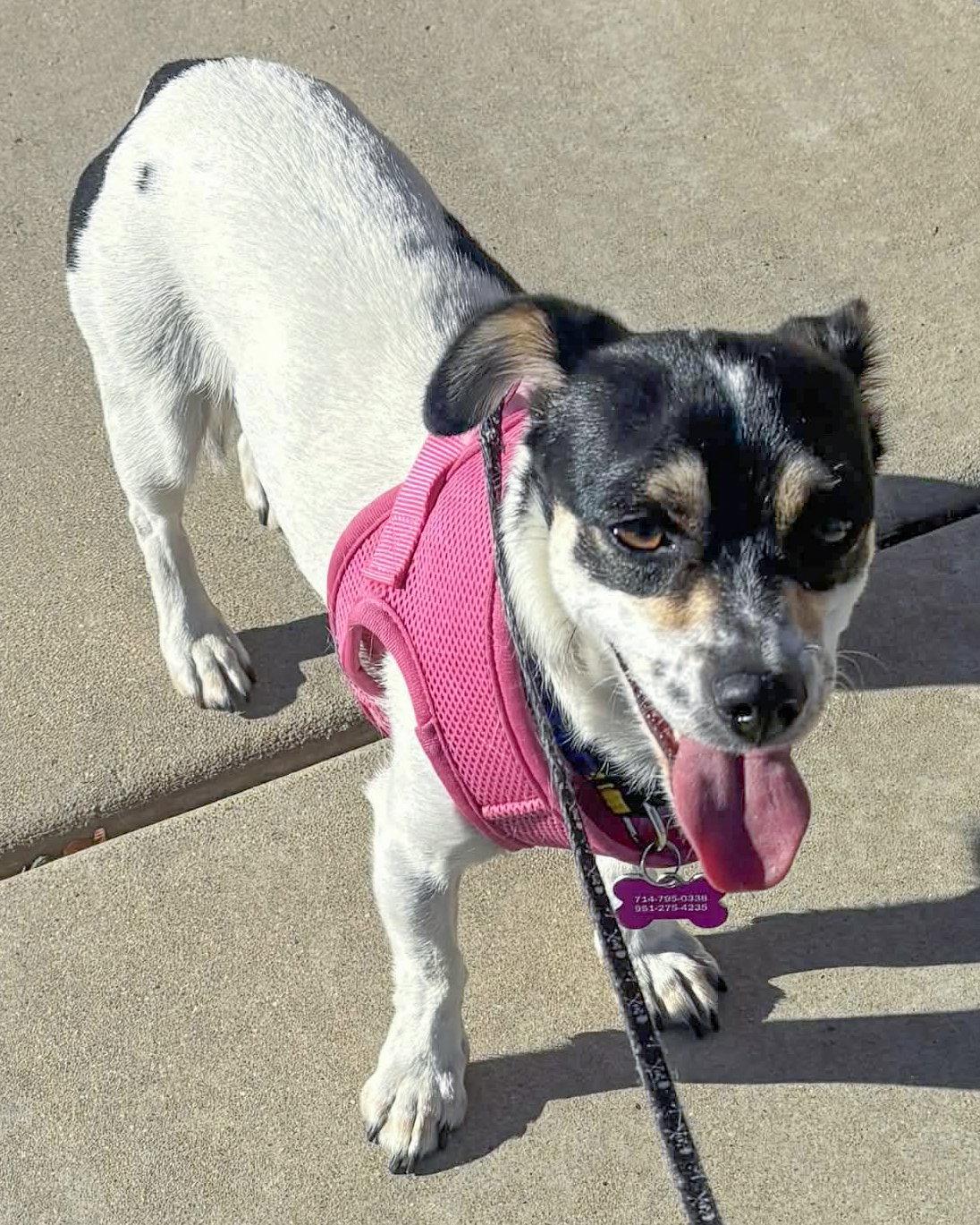 GG, Adopted, Adult Female Chihuahua.