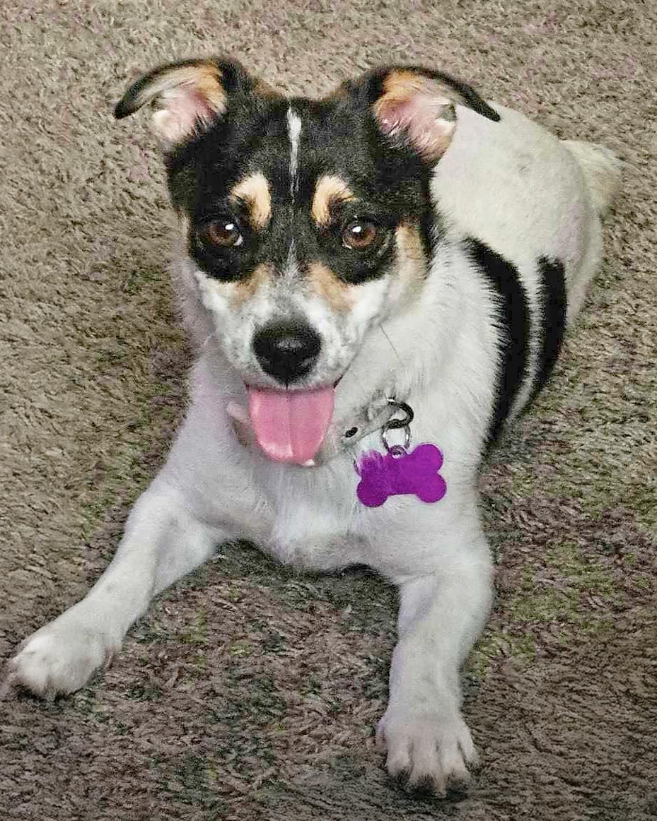 Enlarge GG, a Adopted Chihuahua in Corona, CA image 3/3