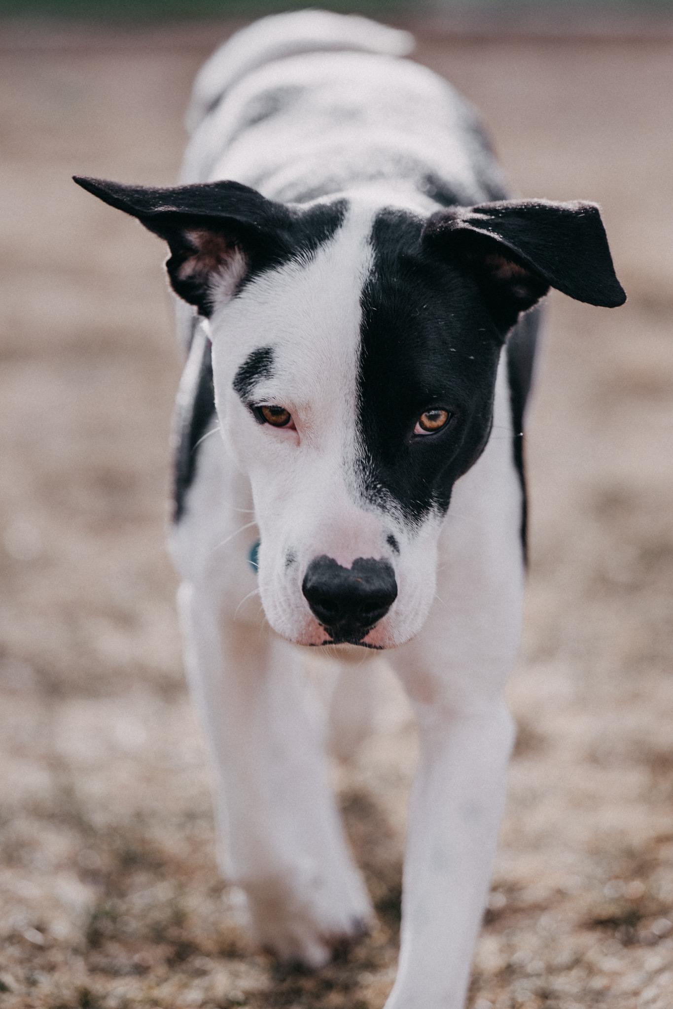 Enlarge Bali, a ADOPTABLE mixed breed in Commerce City, CO image 3/6