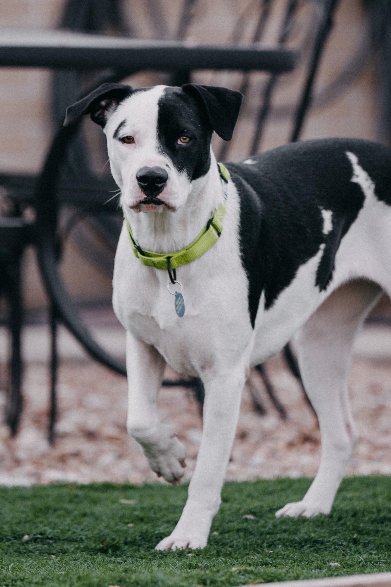 Enlarge Bali, a ADOPTABLE mixed breed in Commerce City, CO image 4/6