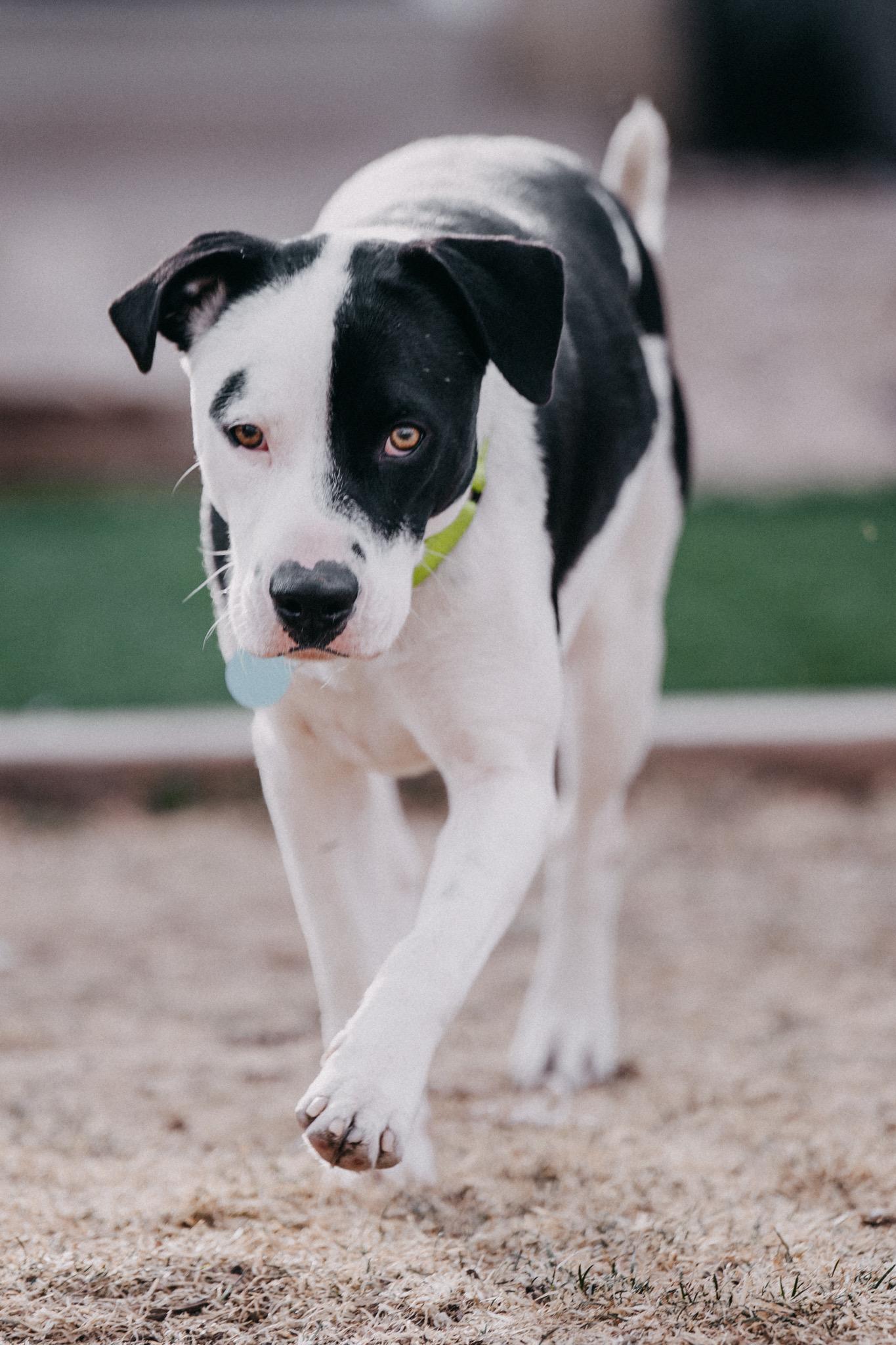 Bali, ADOPTABLE, Adult Female Labrador Retriever.