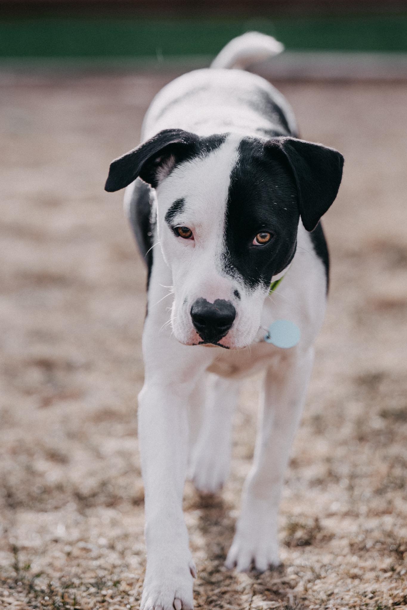 Enlarge Bali, a ADOPTABLE mixed breed in Commerce City, CO image 6/6