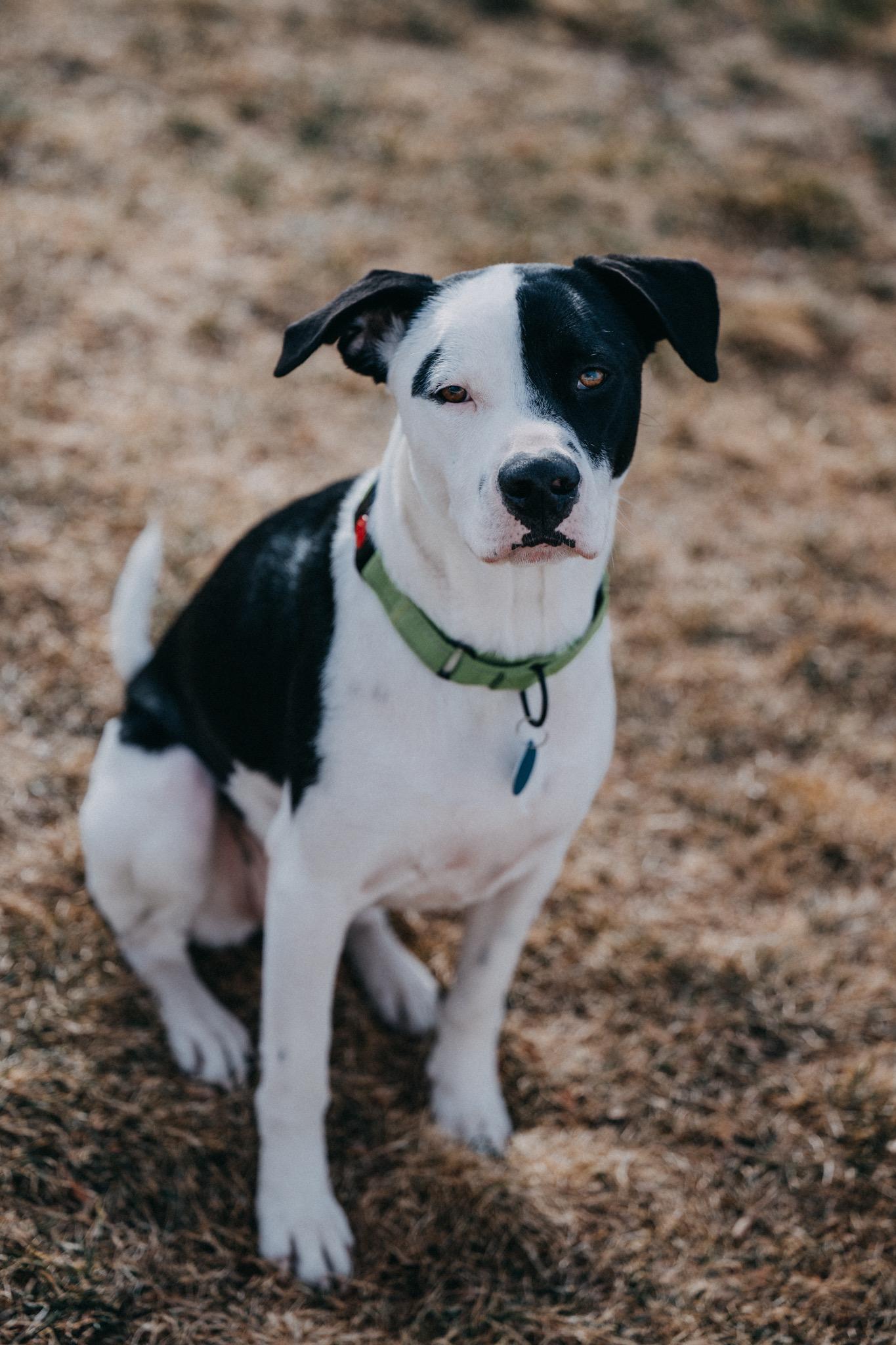 Enlarge Bali, a ADOPTABLE mixed breed in Commerce City, CO image 5/6