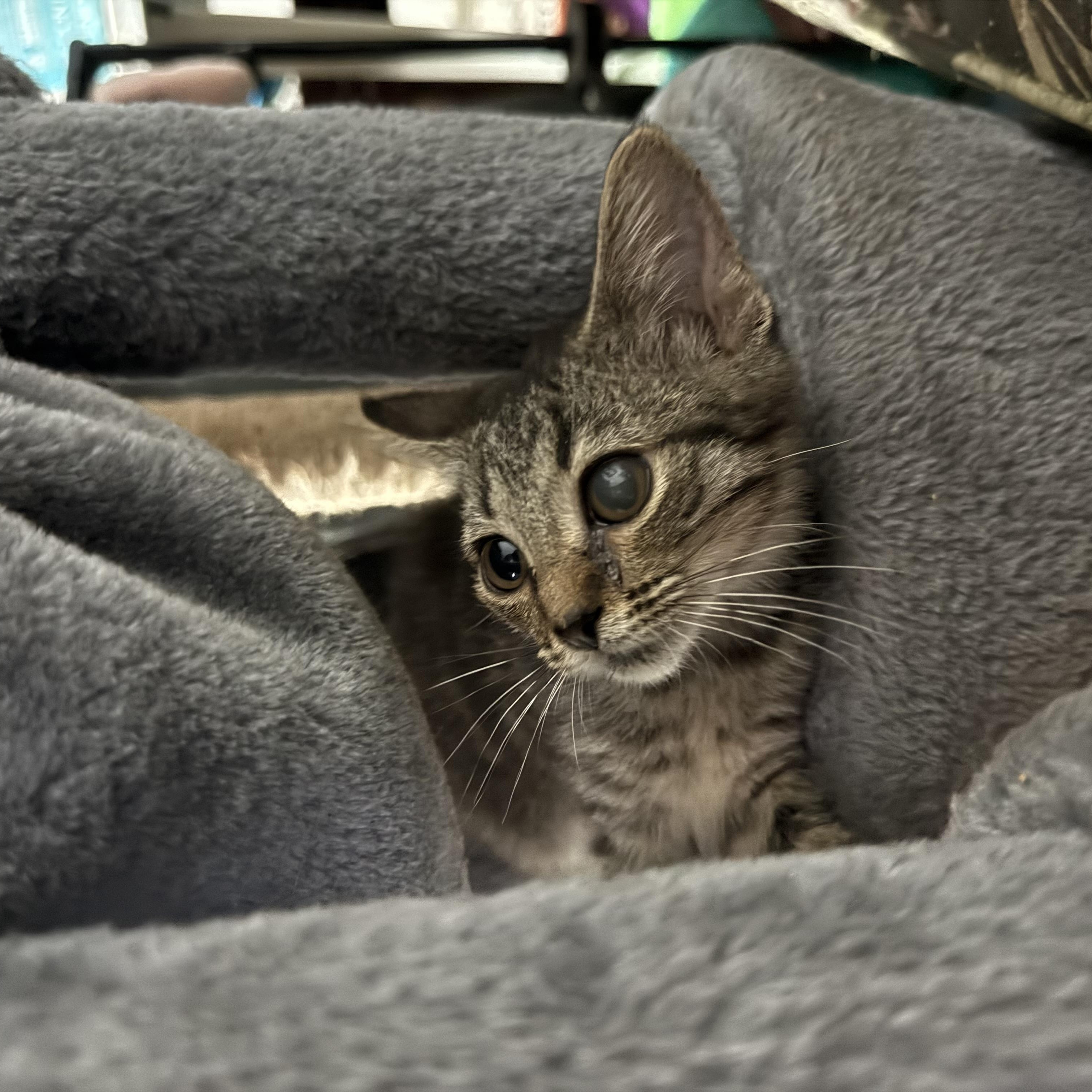 Violet, a Adoptable Domestic Short Hair in Wilmington, NC image 4/5