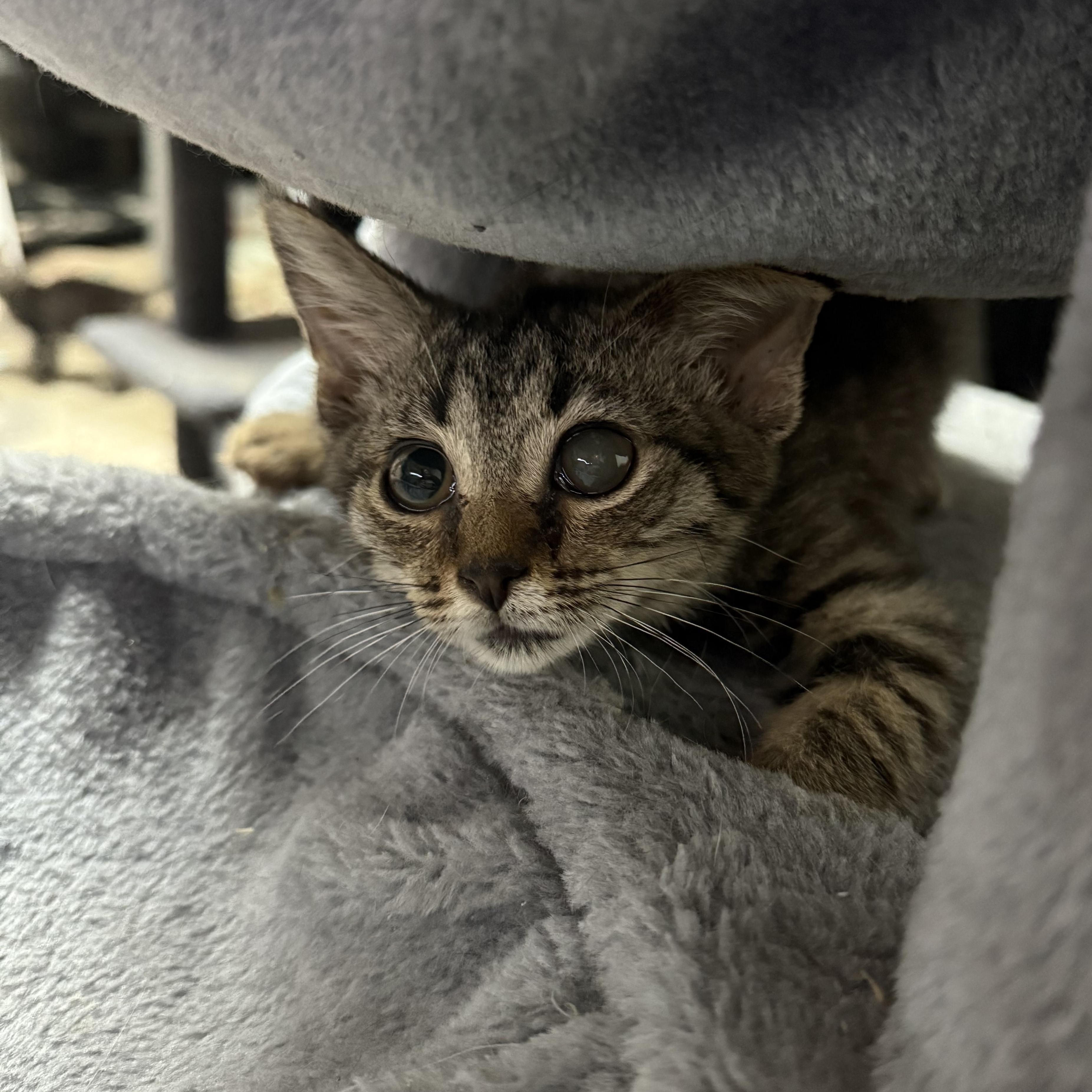 Violet, a Adoptable Domestic Short Hair in Wilmington, NC image 5/5