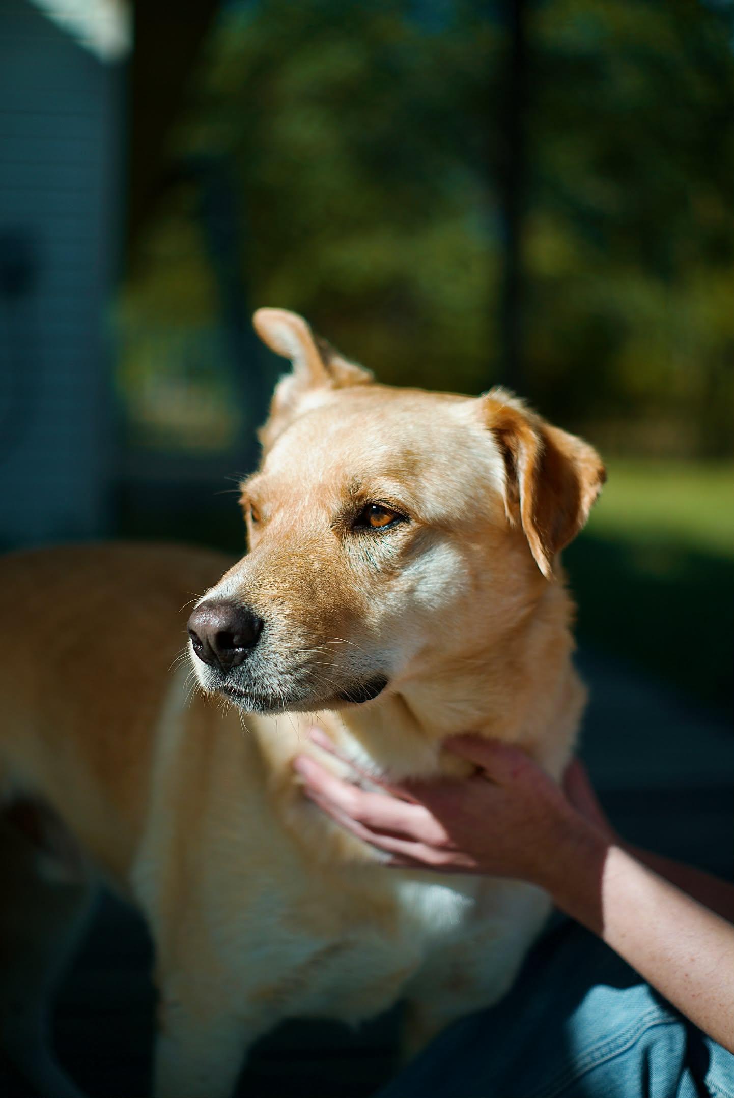 Milo Pettibone, Adoptable, Adult Male Yellow Labrador Retriever.