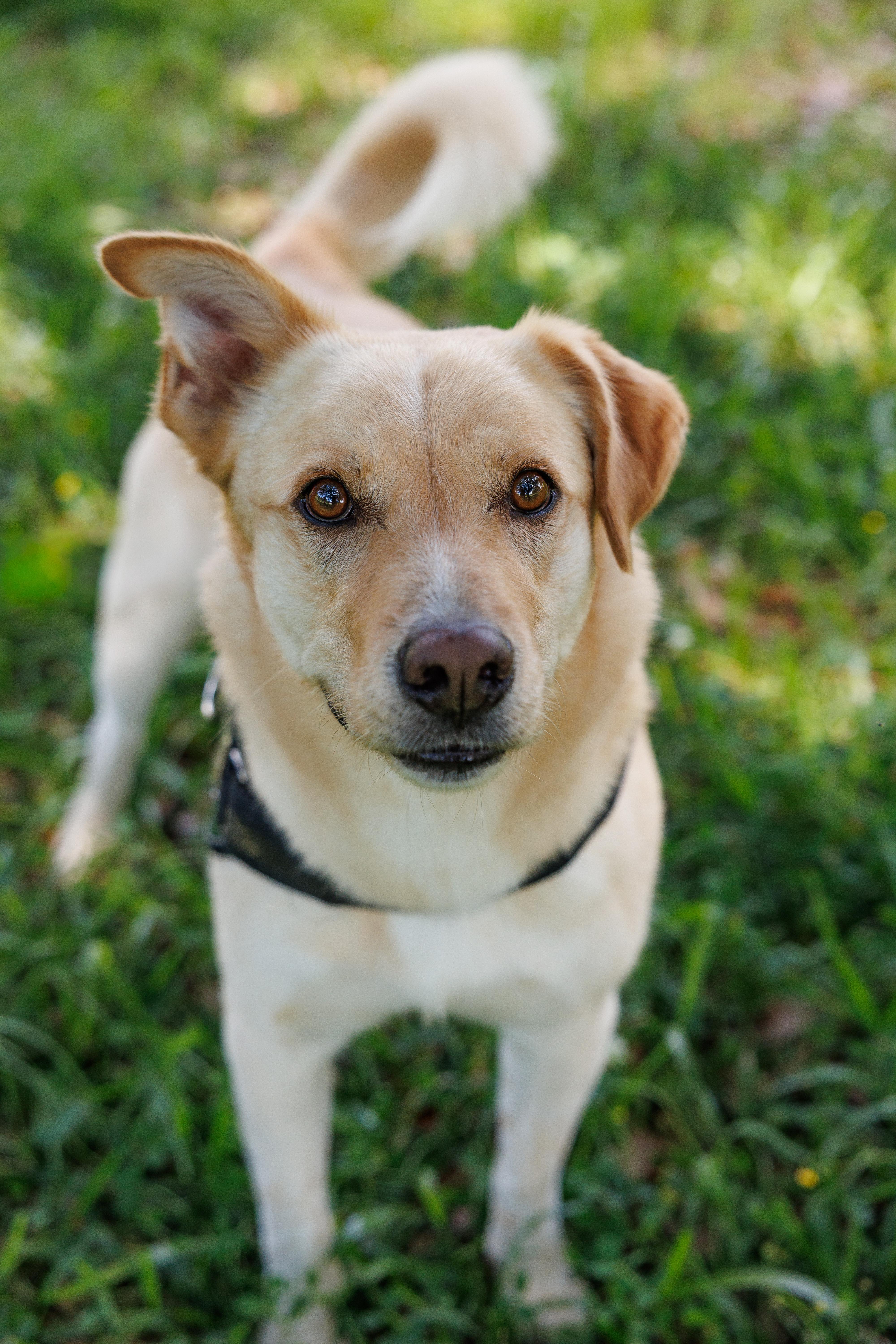 Milo Pettibone, a Adoptable mixed breed in St. Clair, PA image 2/6