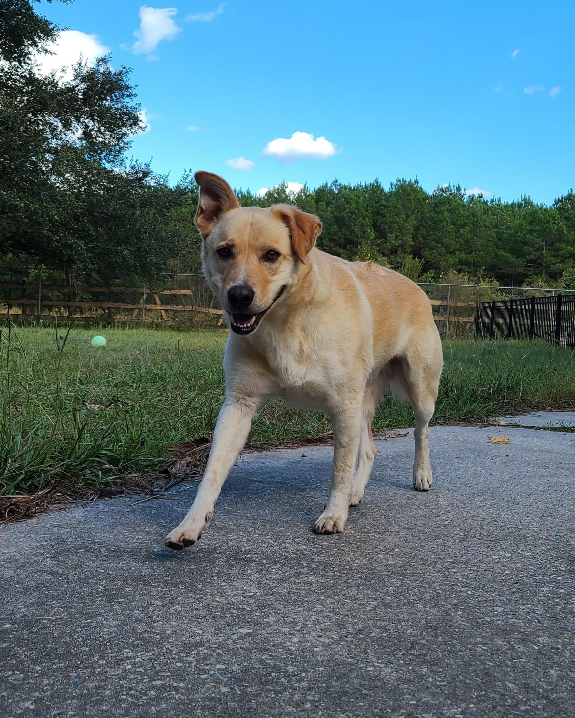 Milo Pettibone, a Adoptable mixed breed in St. Clair, PA image 2/6