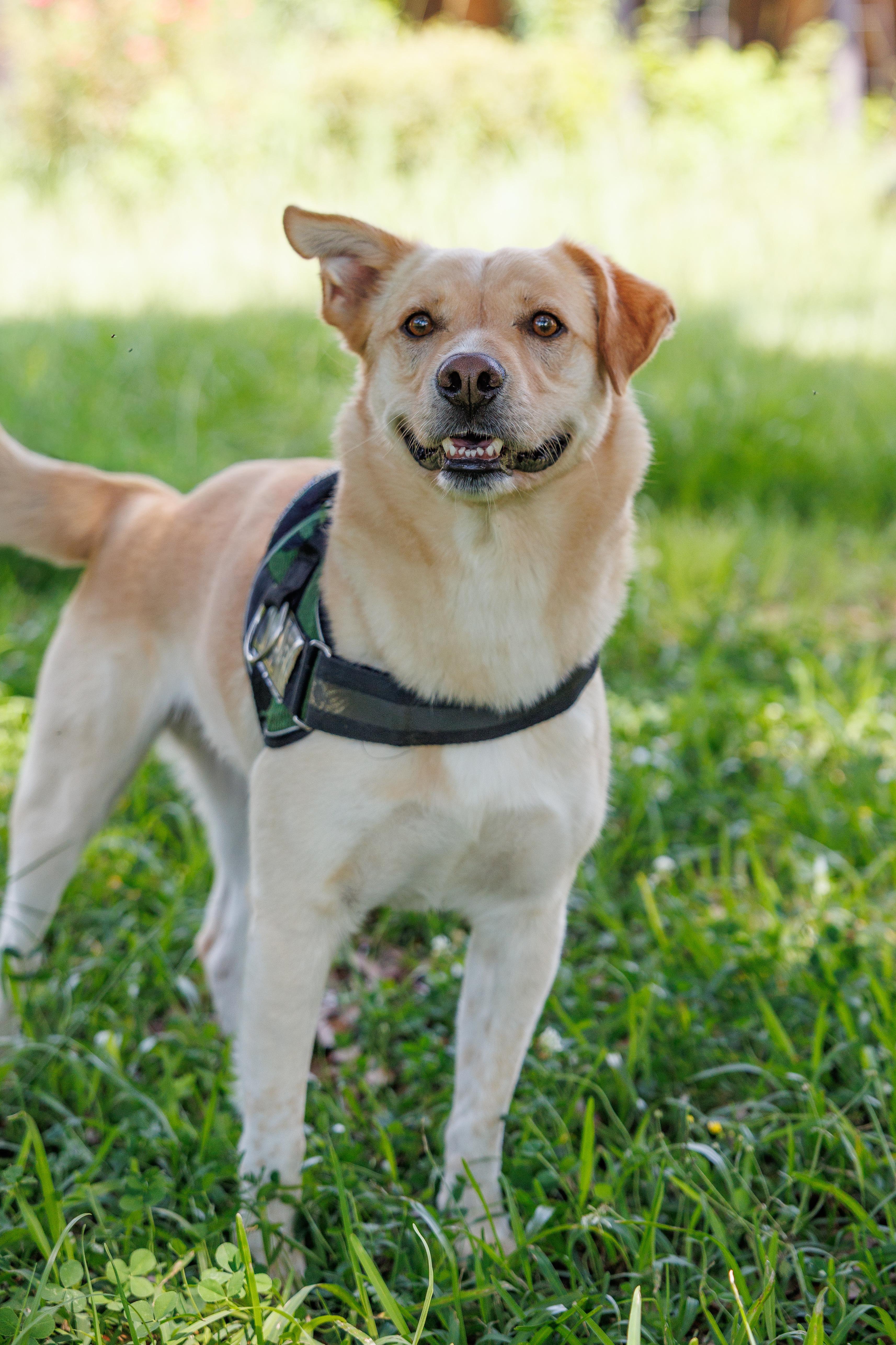 Milo Pettibone, Adoptable, Adult Male Yellow Labrador Retriever.