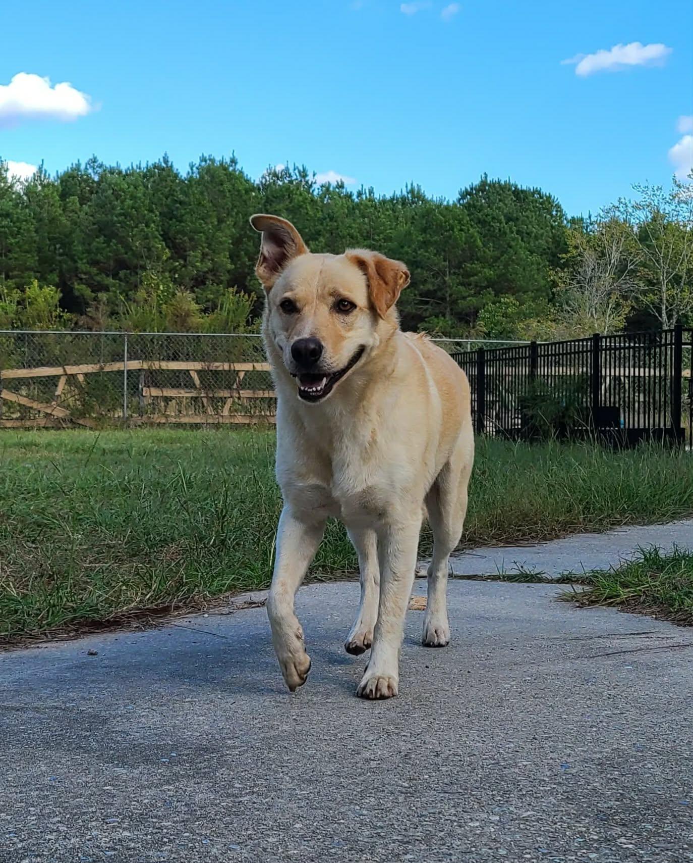 Milo Pettibone, a Adoptable mixed breed in St. Clair, PA image 3/6