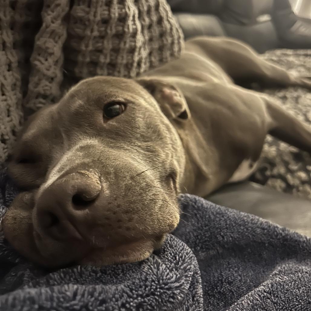 Sola, a Adoptable mixed breed in Fort Collins, CO image 3/6