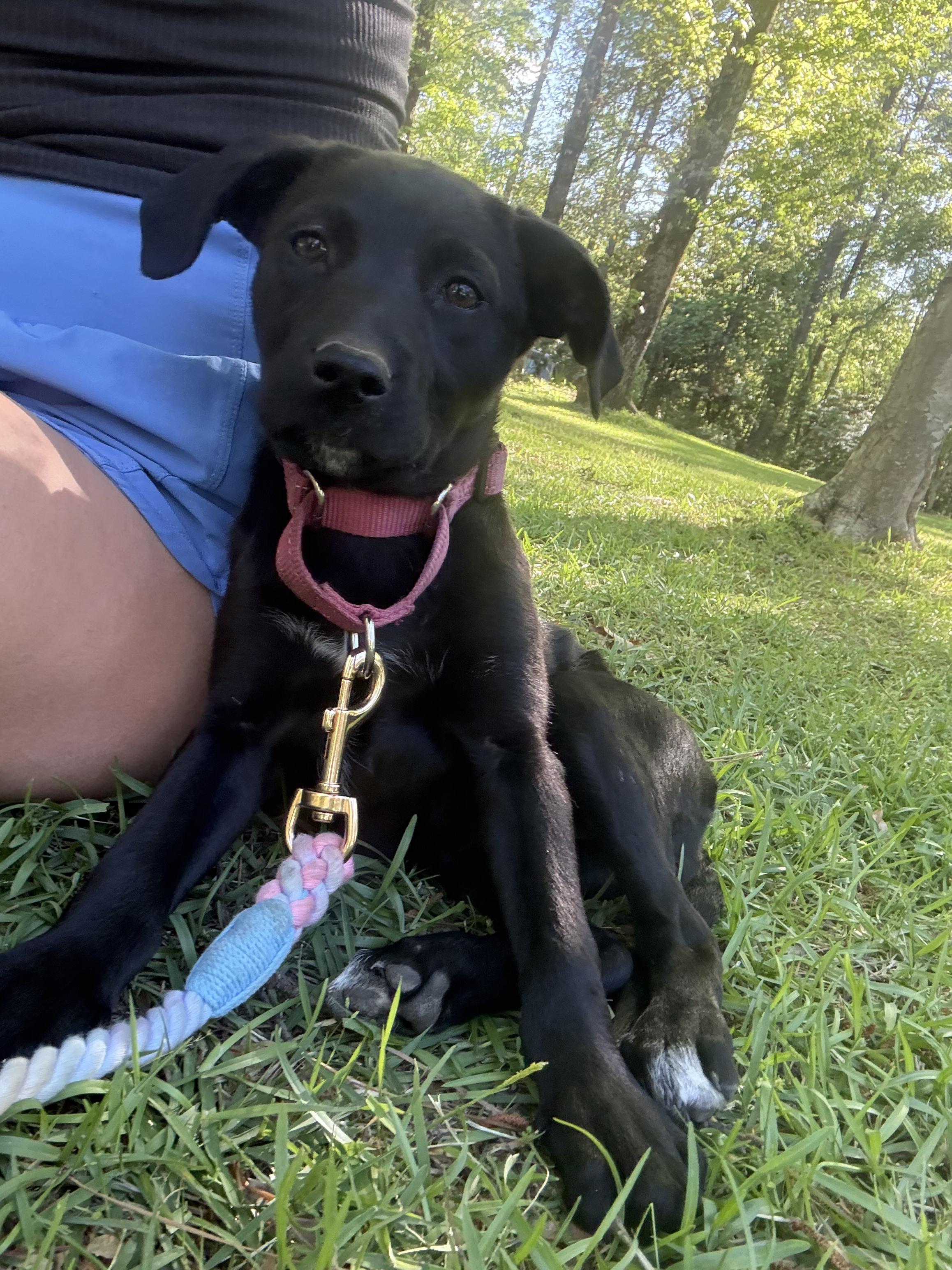 Savannah, Adoptable, Puppy Female Labrador Retriever.